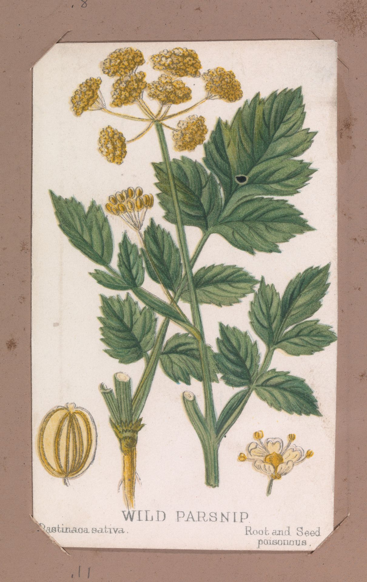 Wild Parsnip from the Plants series by Louis Prang & Co.