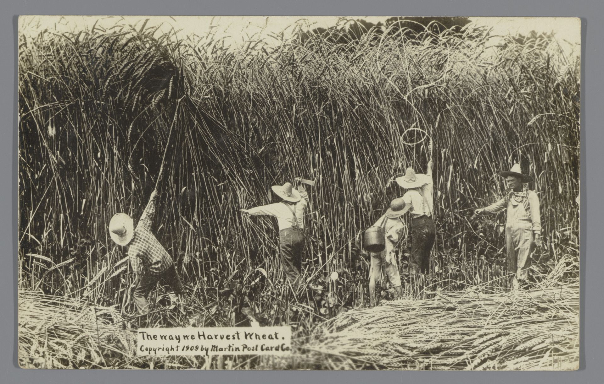Prentbriefkaart met vijf mensen die reusachtig graan proberen te oogsten by Martin Post Card Co.