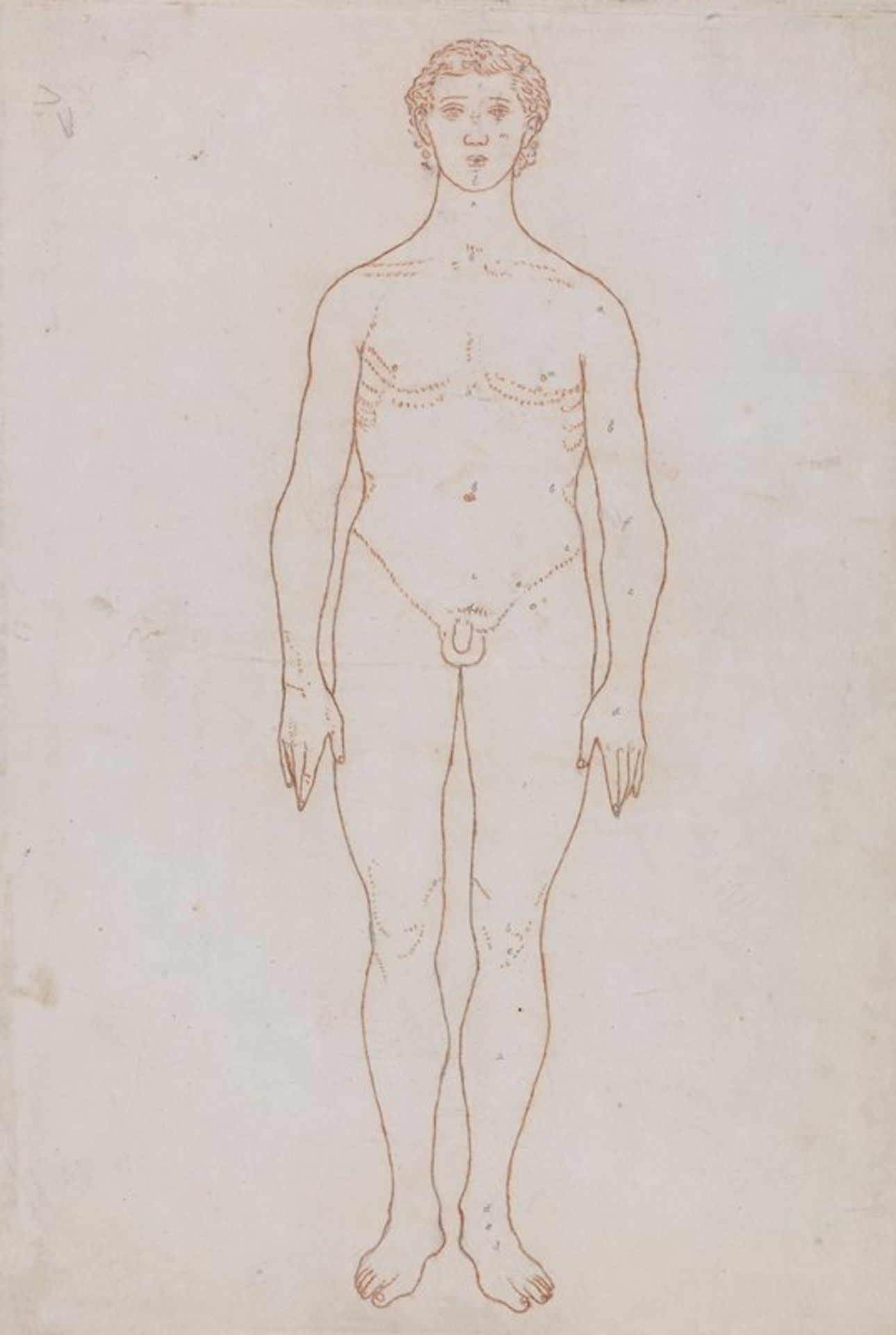 Study of the Human Figure, Anterior View by George Stubbs