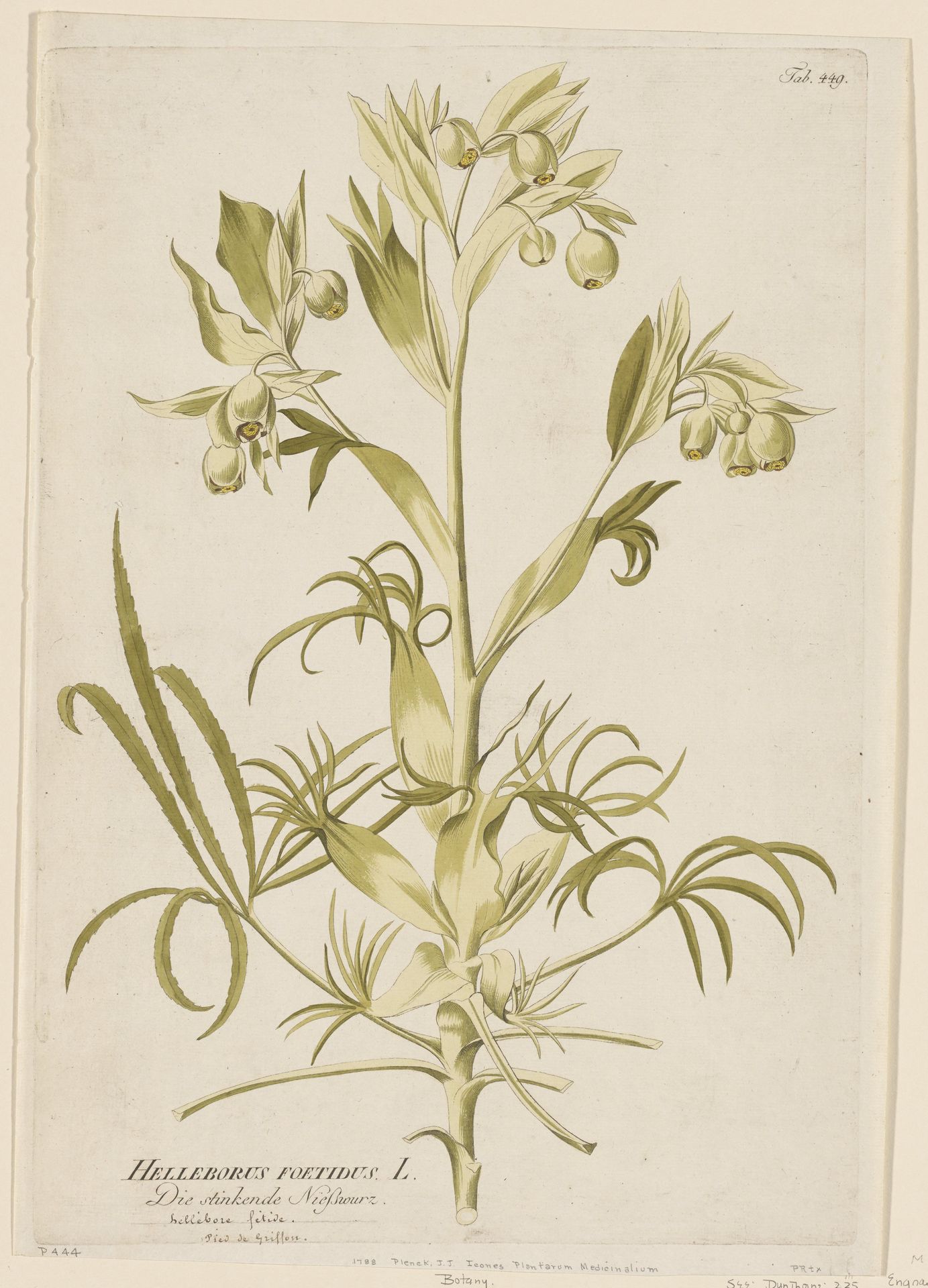 Helleborus Foetidus from Icones Plantarum Medicinalium by Joseph Jakob Plenck