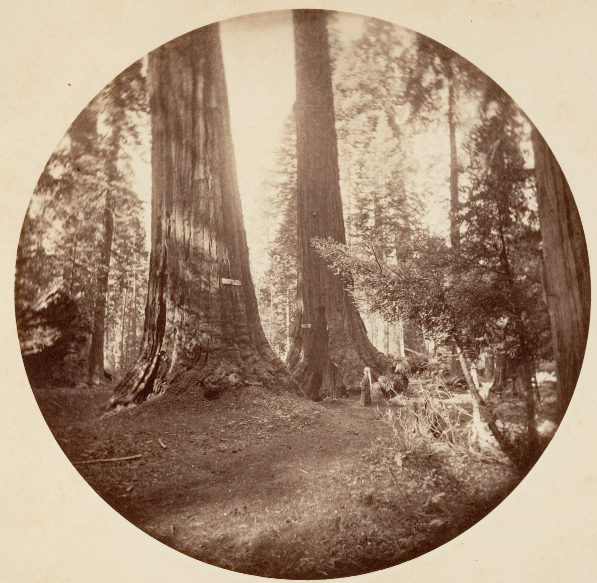 Old Dominium and Uncle Tom's Tavern. Calaveras Grove by Carleton E. Watkins