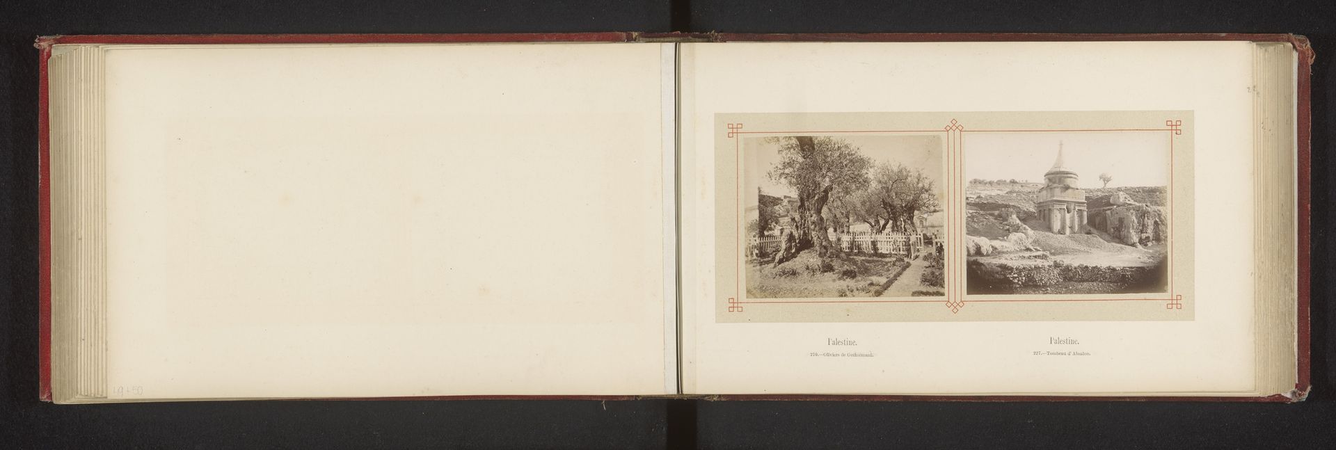 Olijfbomen in de tuinen van Gethsemane by Félix Bonfils