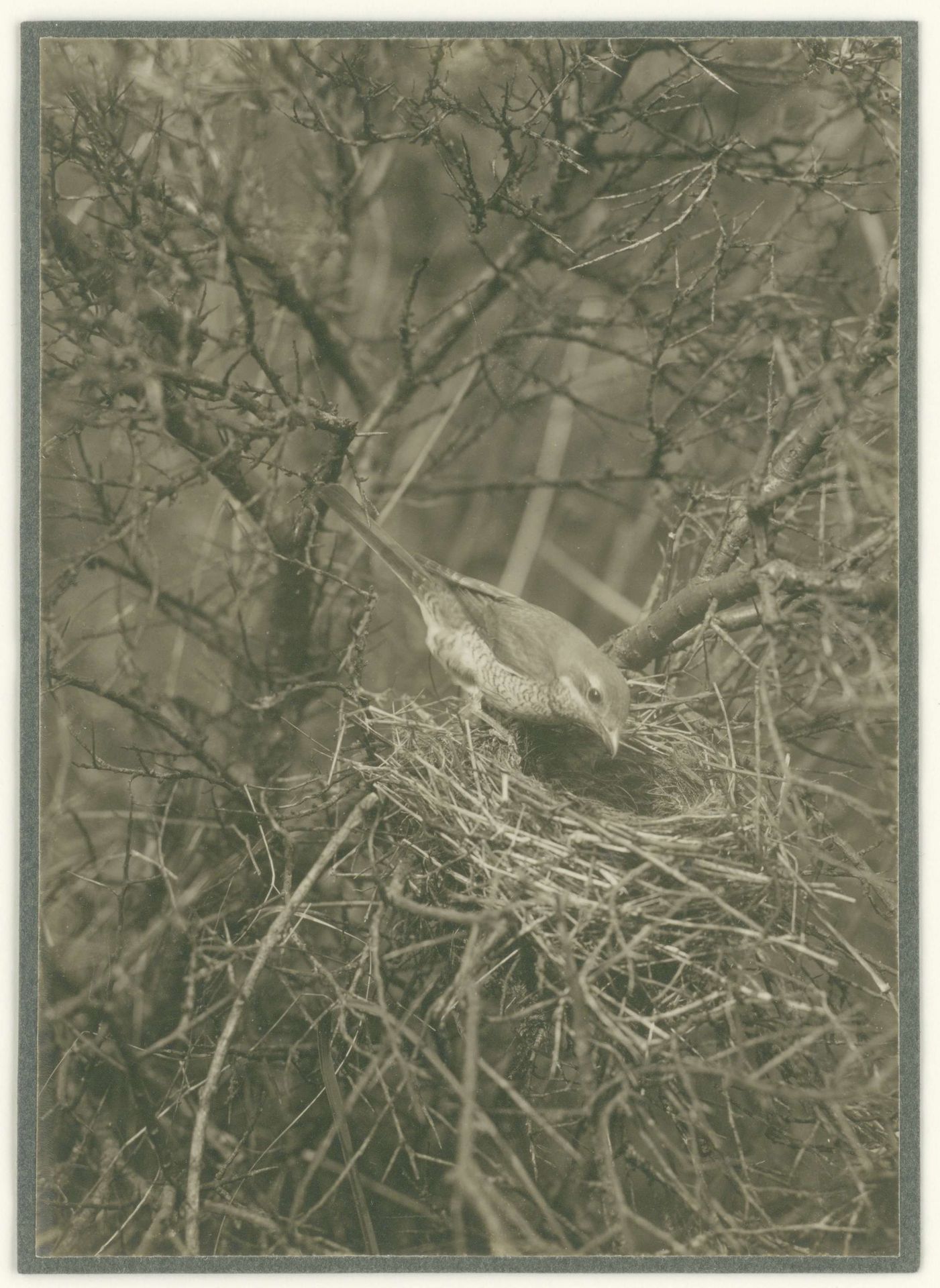 Grauw Klauwier wijfje op haar nest by Richard Tepe