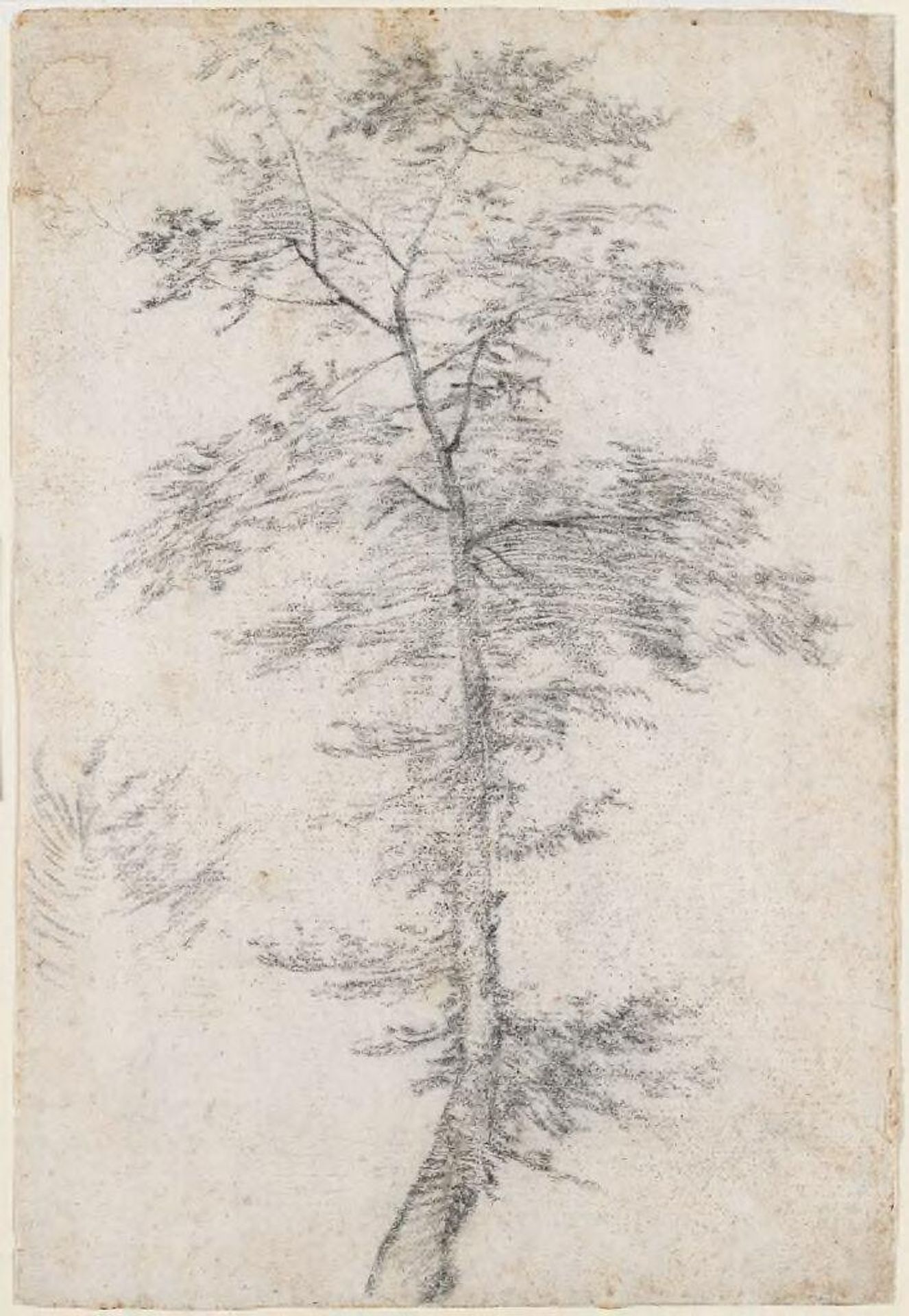 Study of a Tree by Fra Bartolommeo
