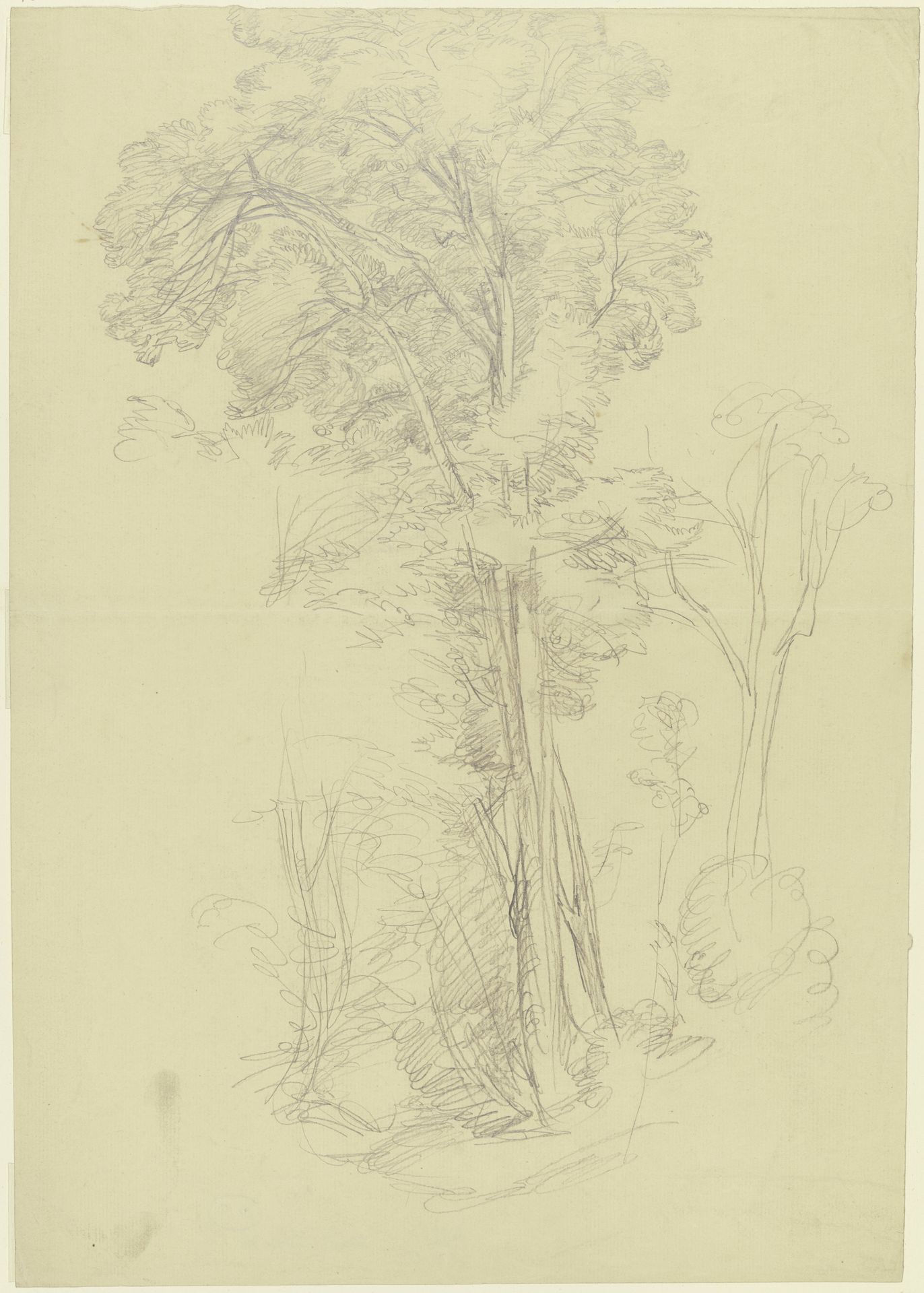Group of trees by Peter Becker