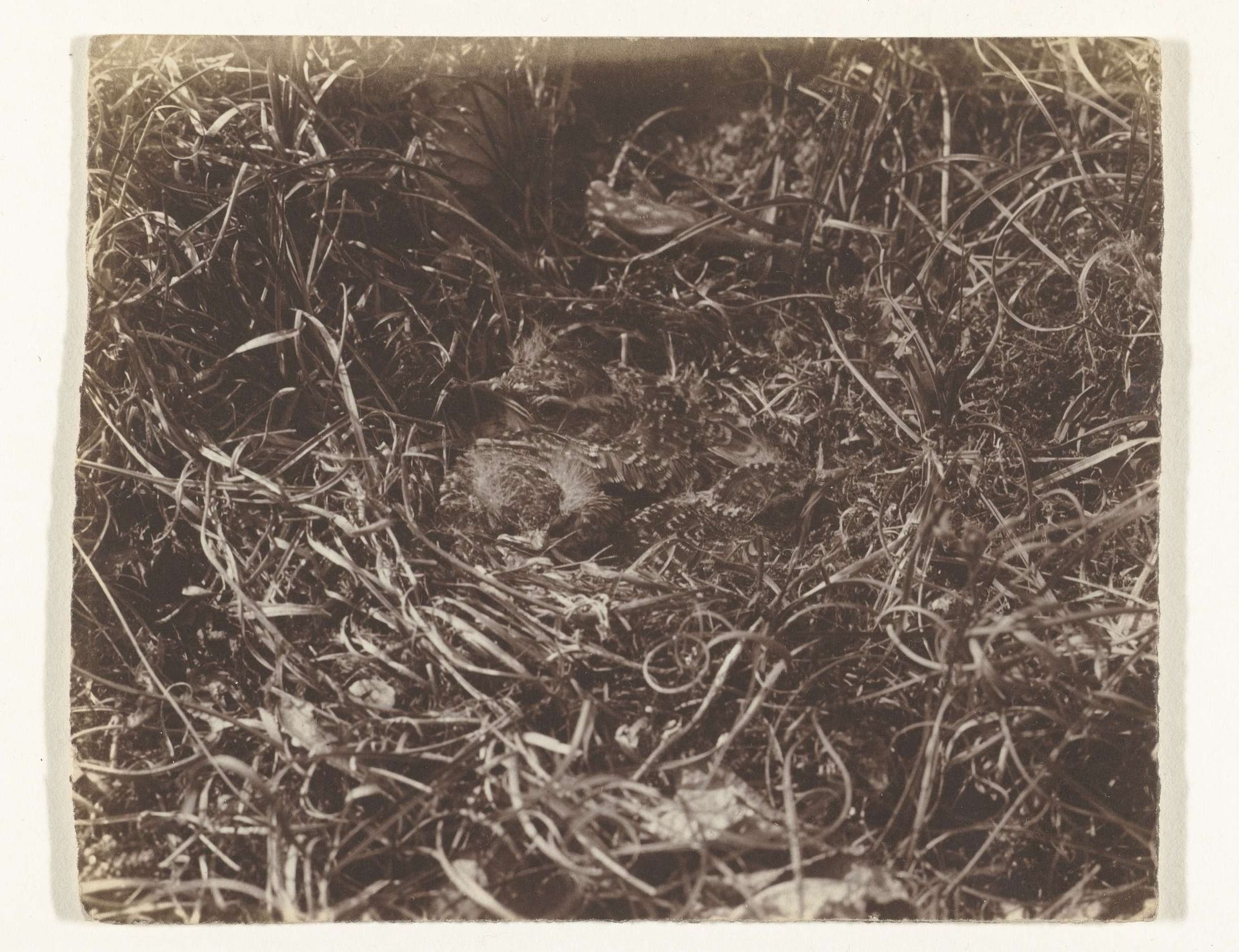 Jonge veldleeuwerik op een nest by Richard Tepe