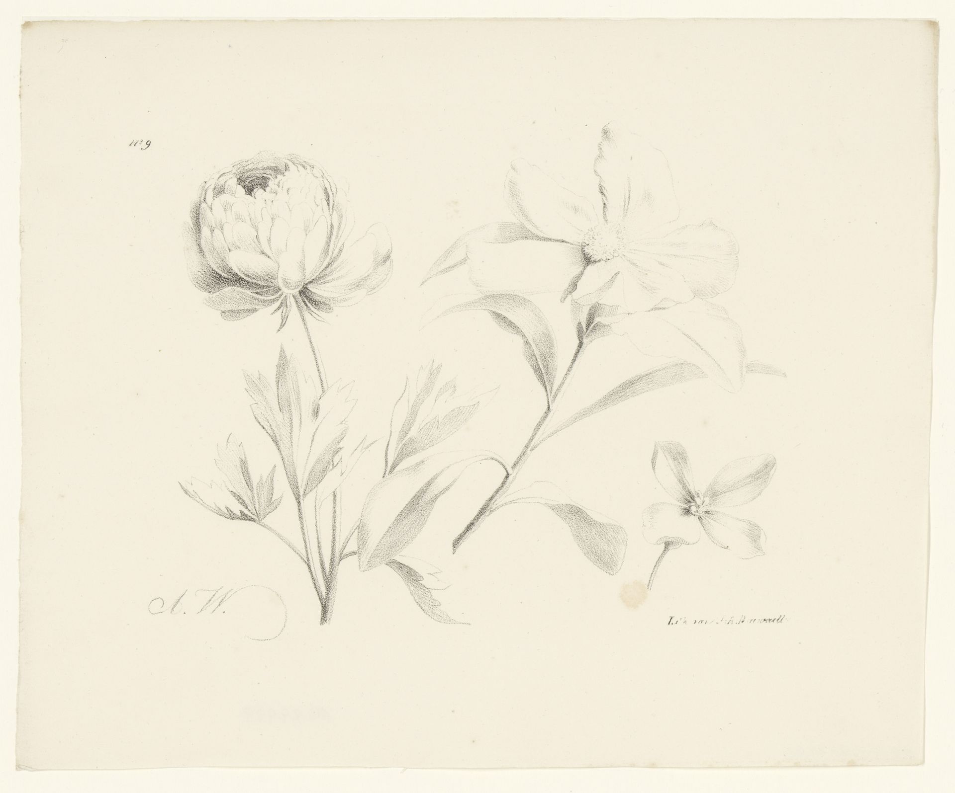 Drie bloemen by Anton Weiss