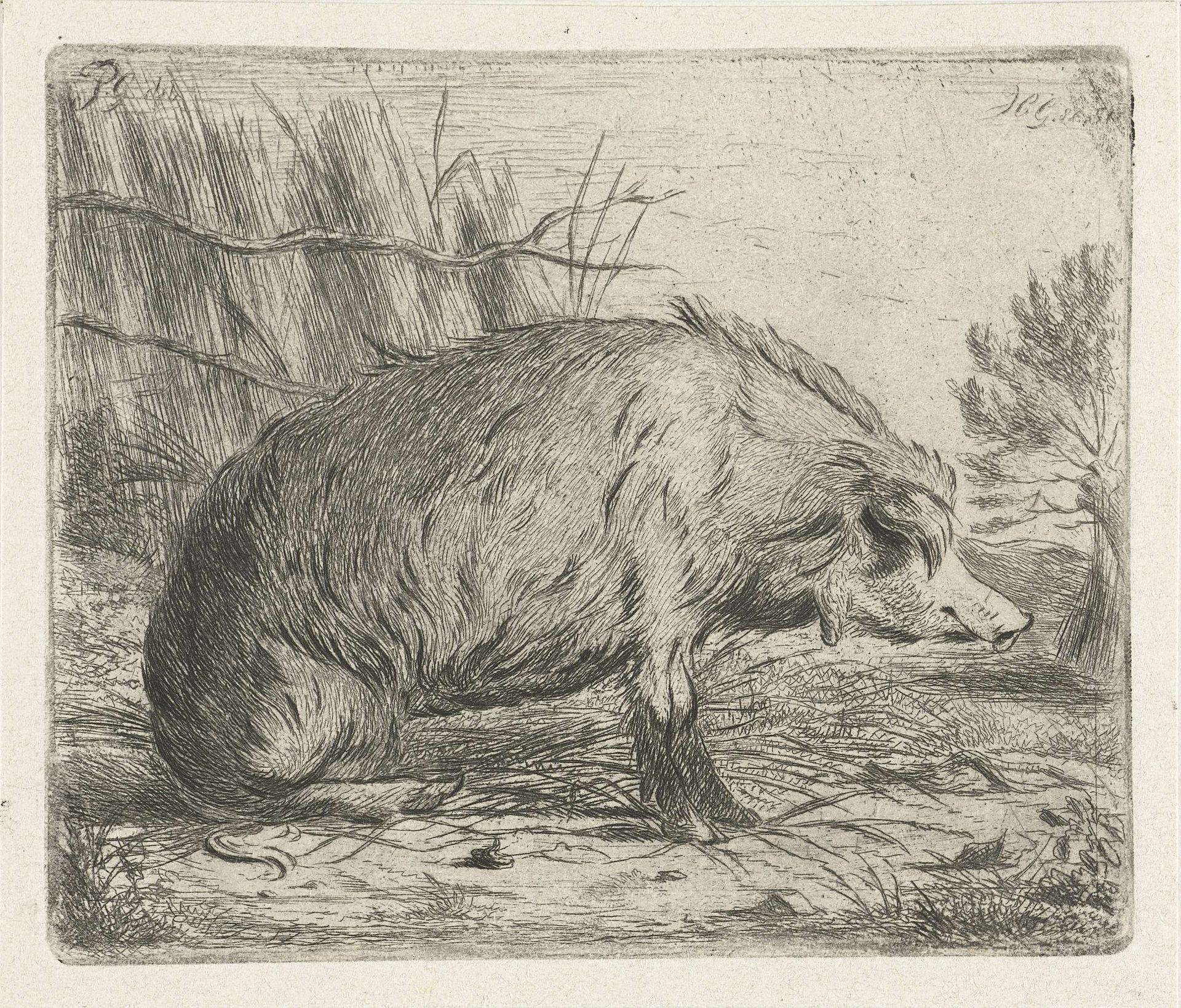 Zittend everzwijn by Jacobus Cornelis Gaal