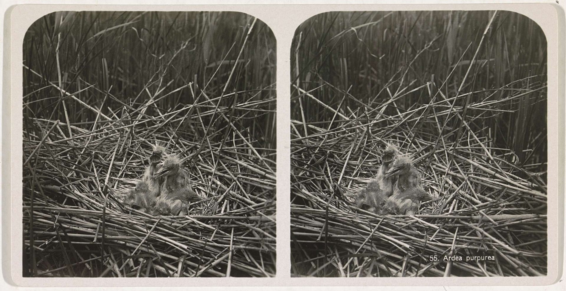 Jonge purpurreigers in nest by Adolphe Burdet