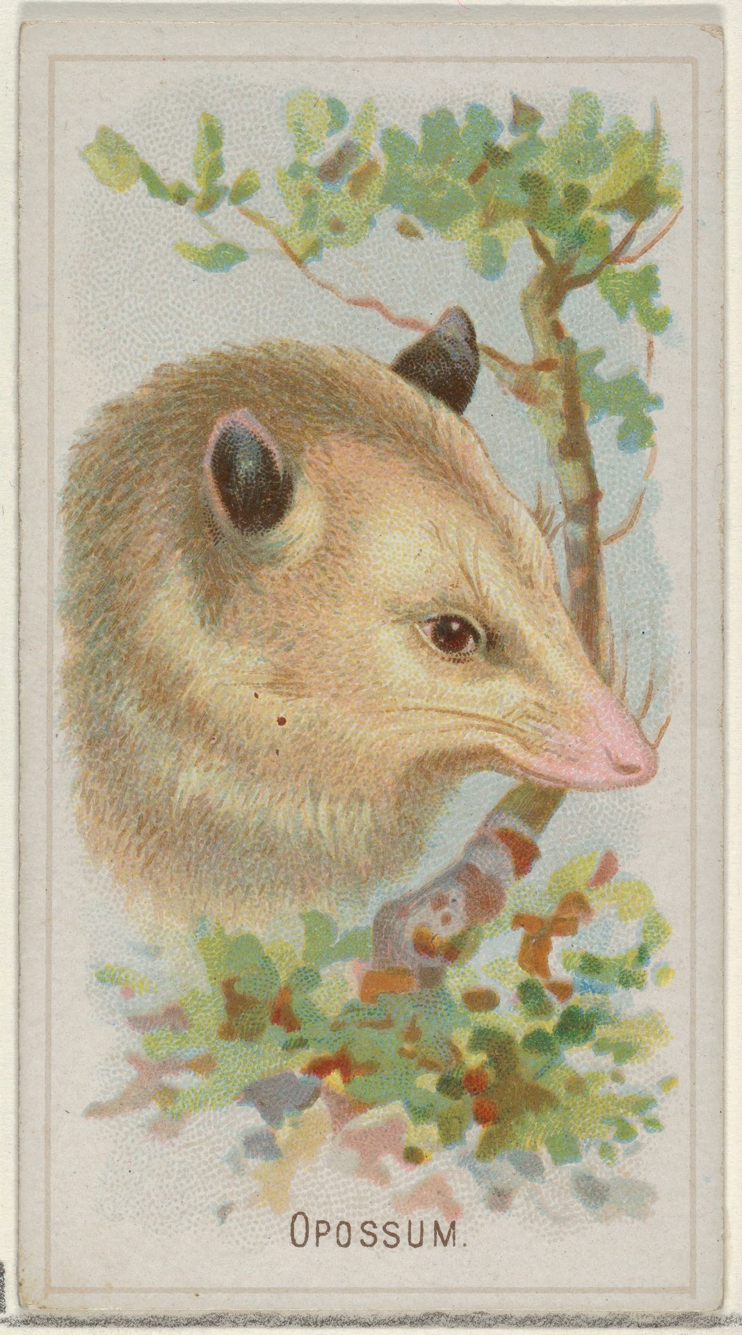 Opossum, from the Wild Animals of the World series (N25) for Allen & Ginter Cigarettes by Allen & Ginter