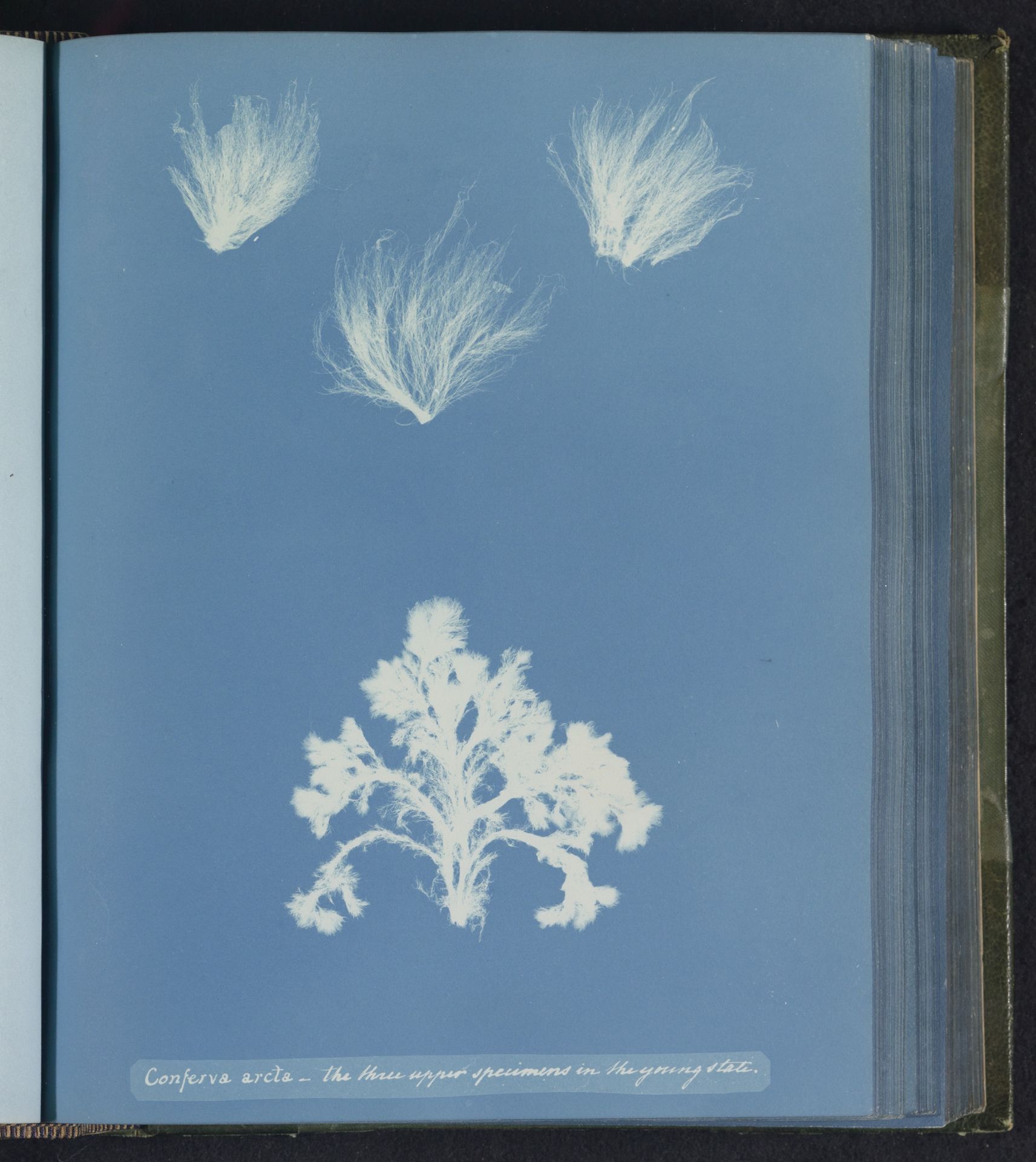 Conferva arcta - the three upper specimens in the young state by Anna Atkins