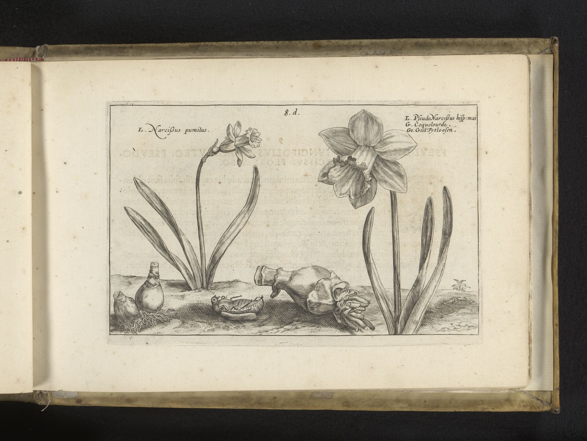 Wilde narcissen by Crispijn van de (II) Passe