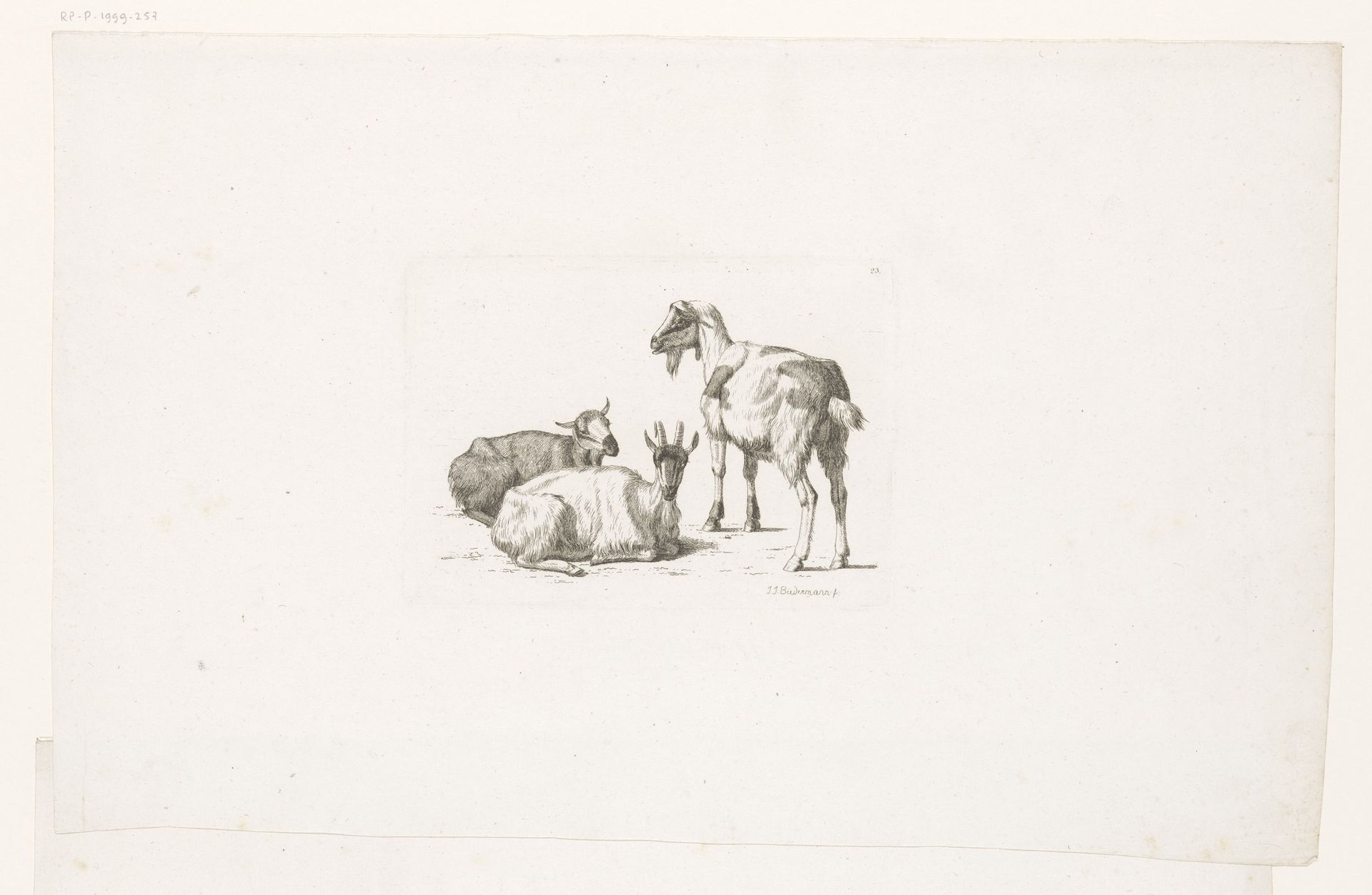 Twee geiten en een bok by Johan Jakob Biedermann