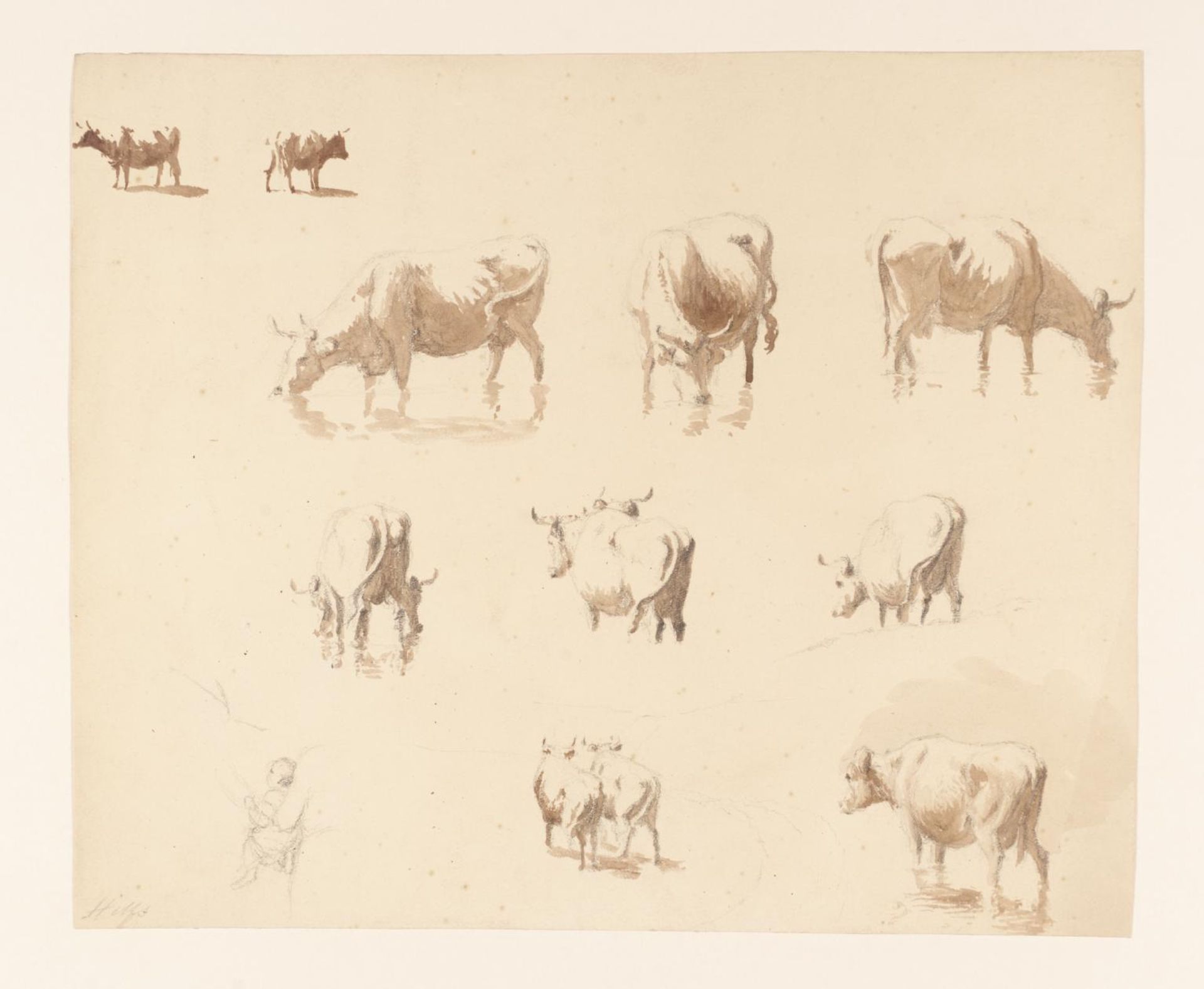 Studies of Cows by Robert Hills