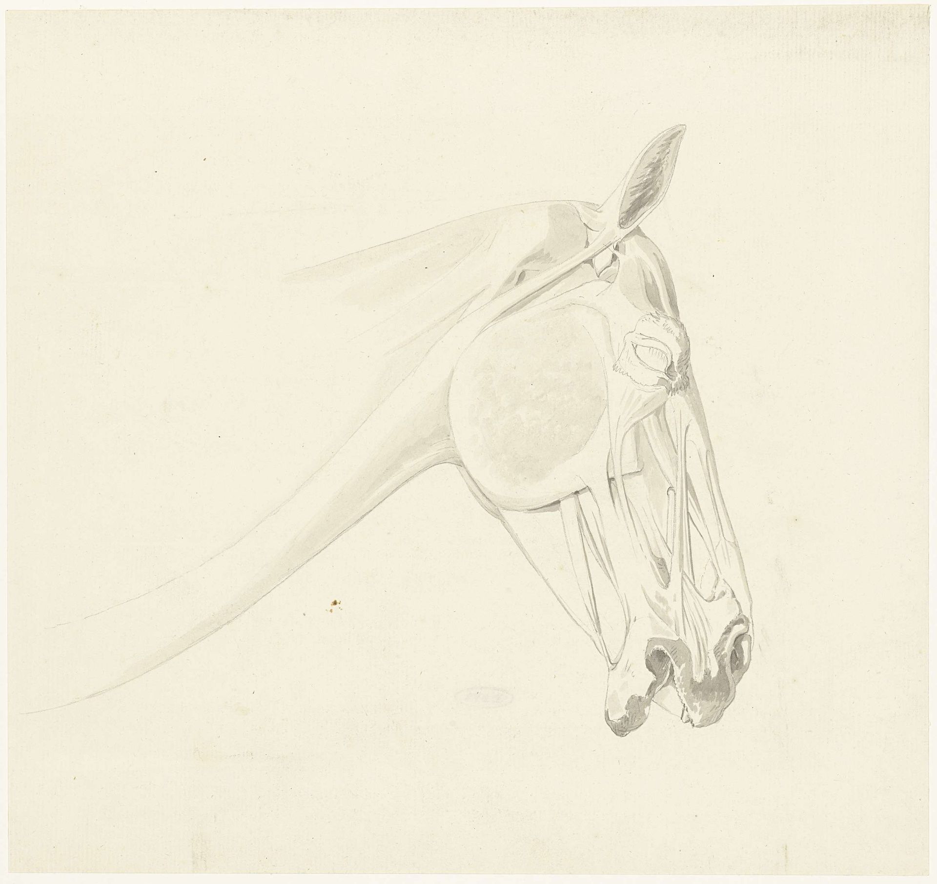 Anatomische studie van de spieren van een paardenhoofd by Josephus Augustus Knip