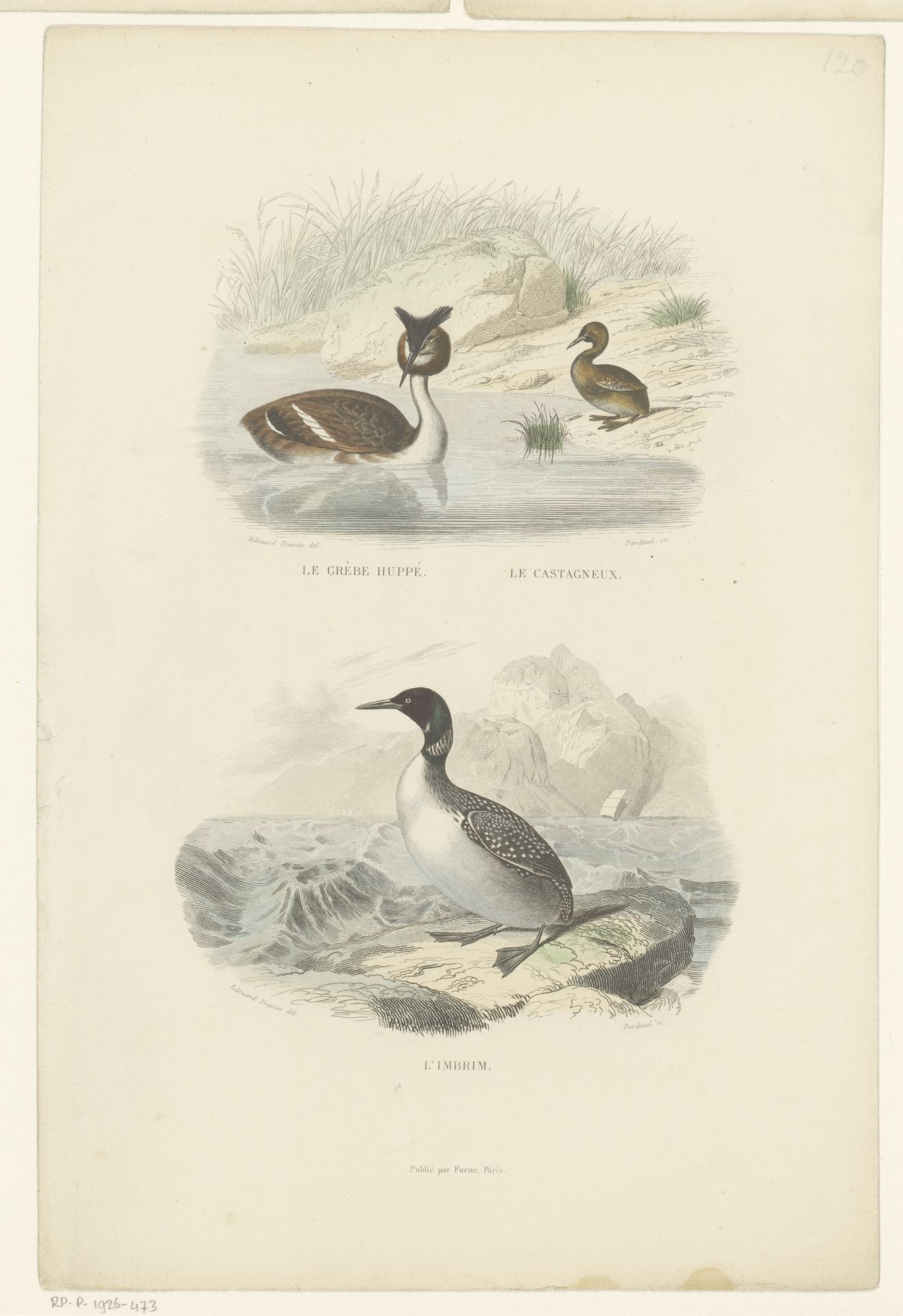 Grote kuiffuut, dodaar en ijsduiker by Jean Charles Pardinel