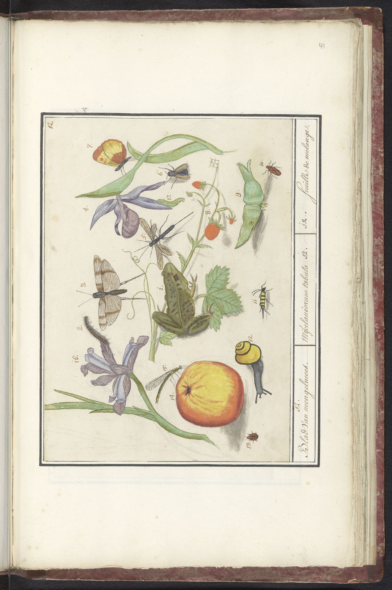 Natuurhistorische ensemble (nr. 12) by Elias Verhulst