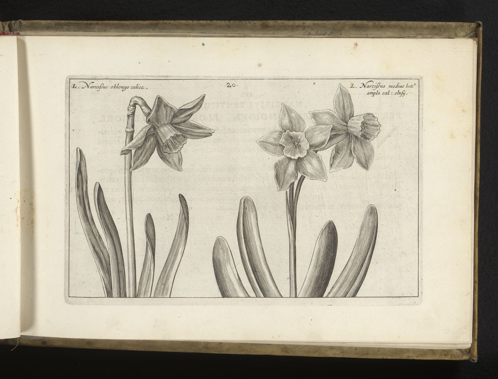 Twee soorten narcissen by Crispijn van de (II) Passe