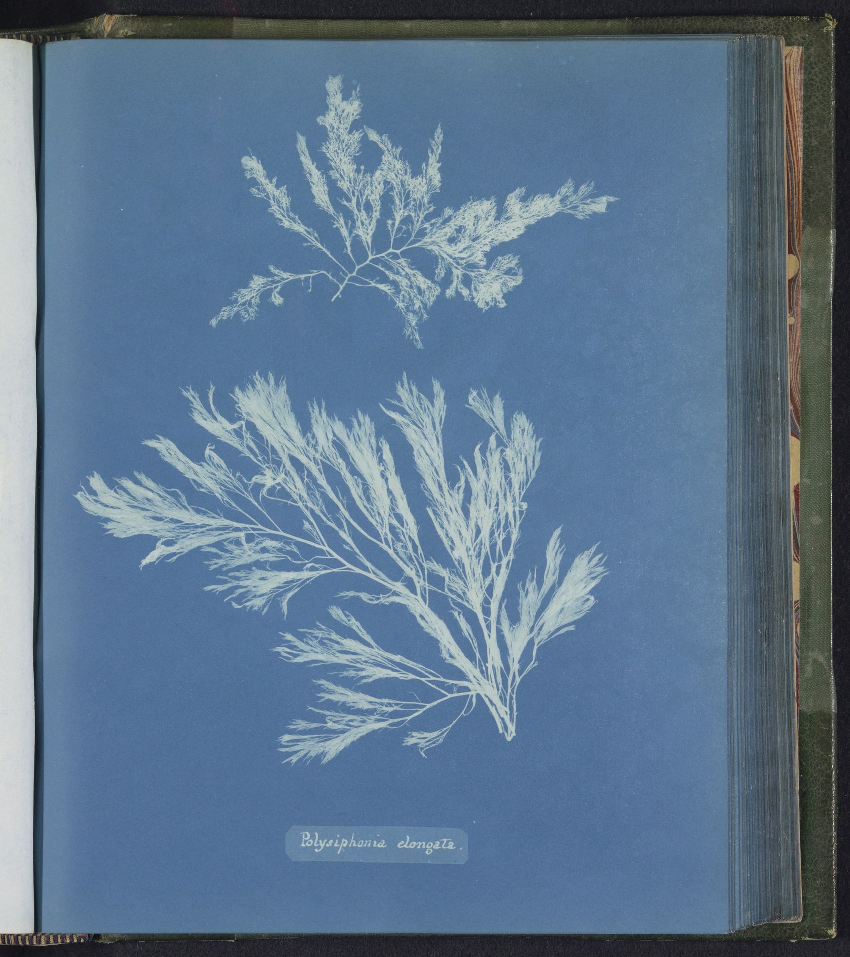 Polysiphonia elongata by Anna Atkins