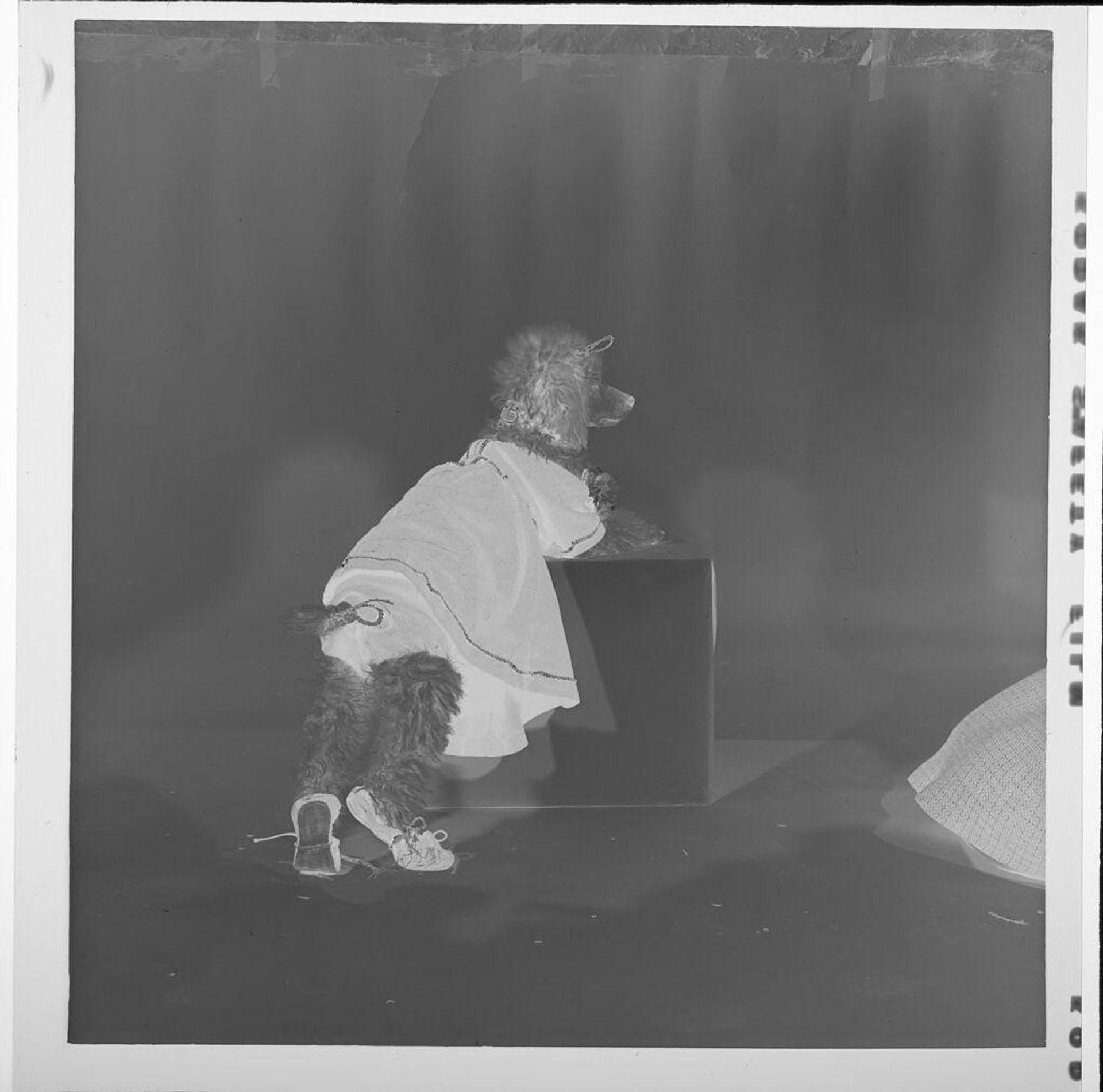 Untitled (dog dressed up in dress, paws on box) by Jack Gould