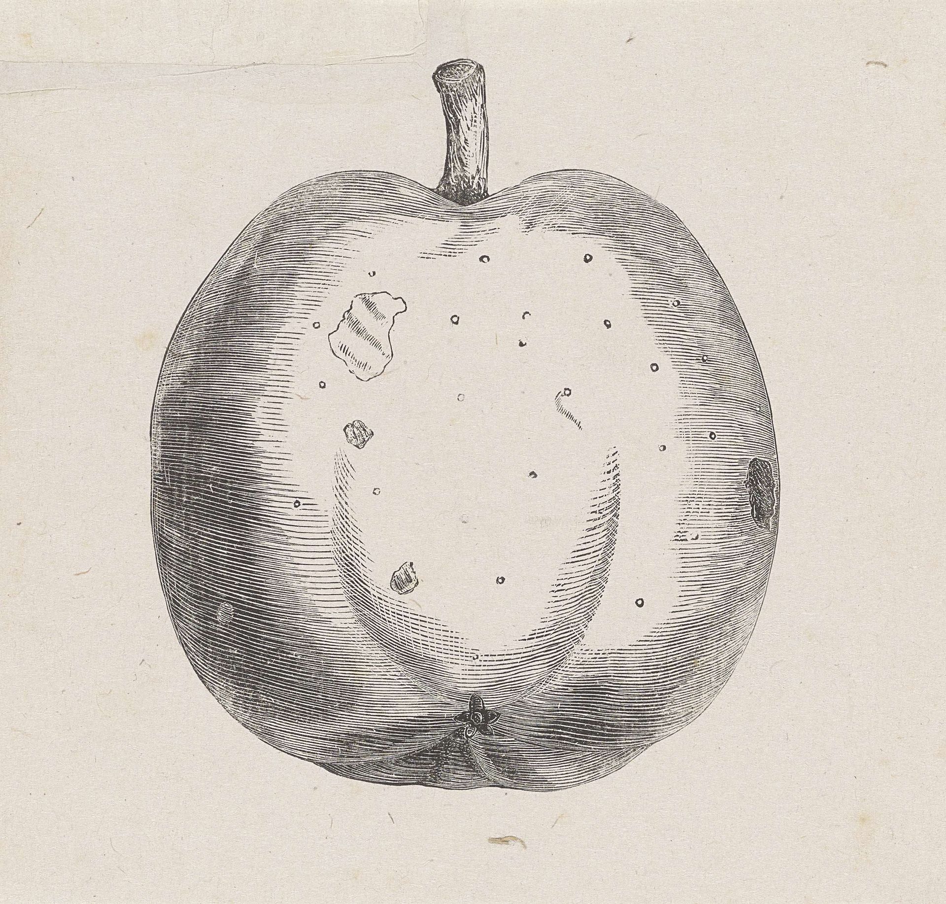 Aangetaste appel by Isaac Weissenbruch