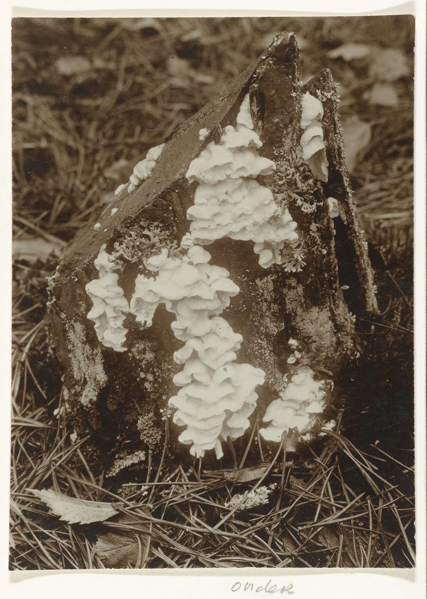 Witte poria op een stomp van een denneboom by Richard Tepe