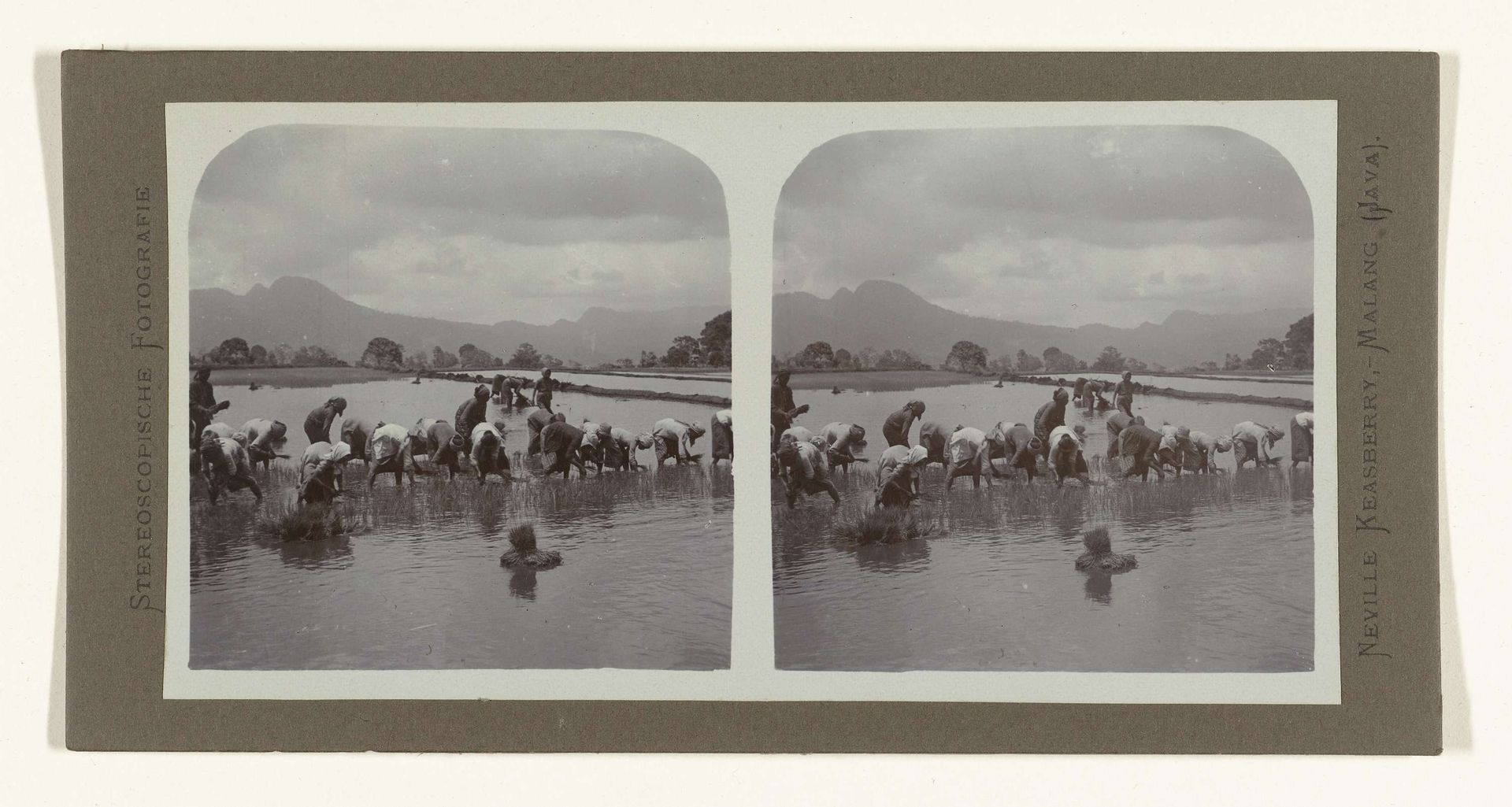 Jonge rijst aanwas planten in de Sawah by Neville Keasberry