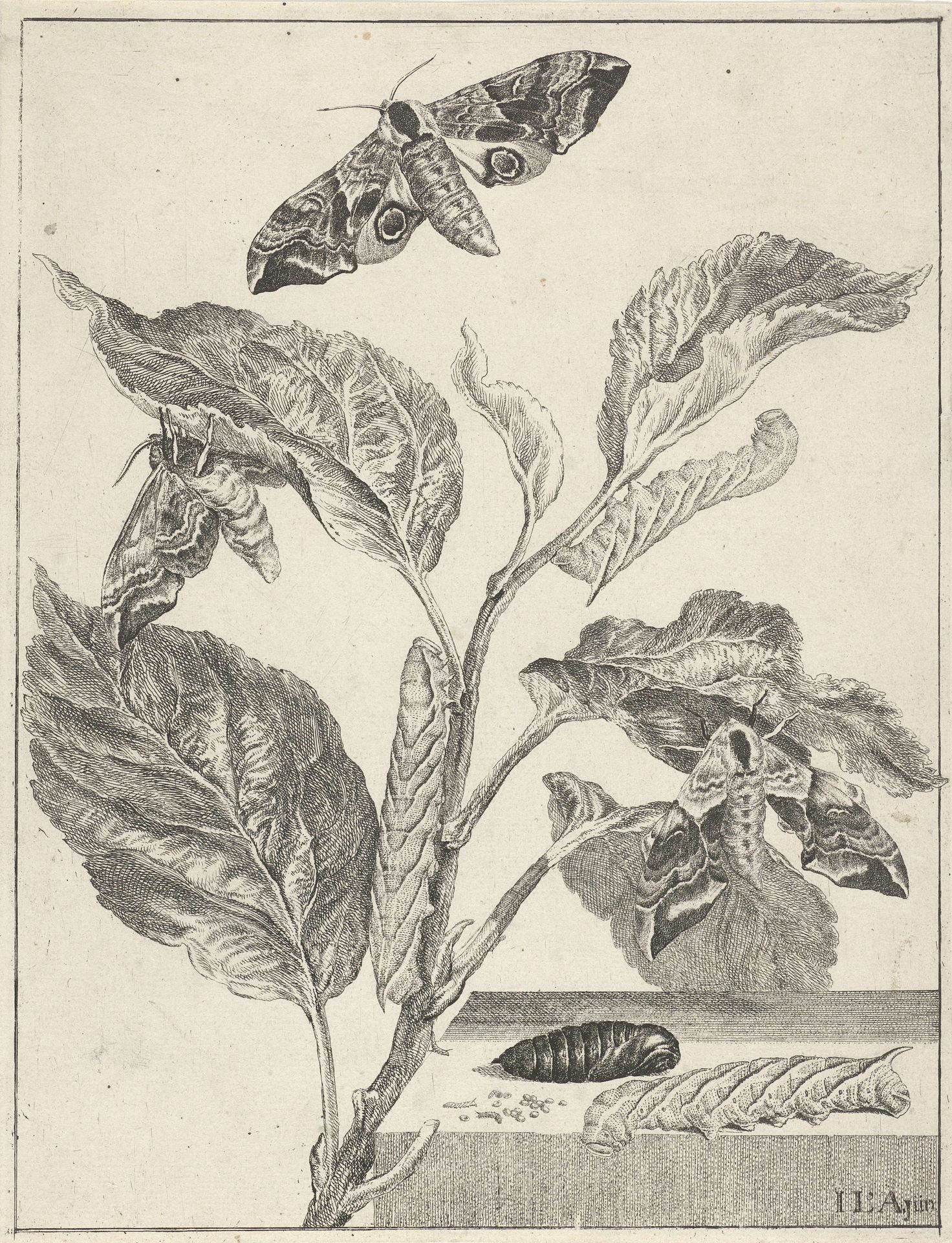 Bladeren met rupsen en vlinders by Jacob l' (II) Admiral