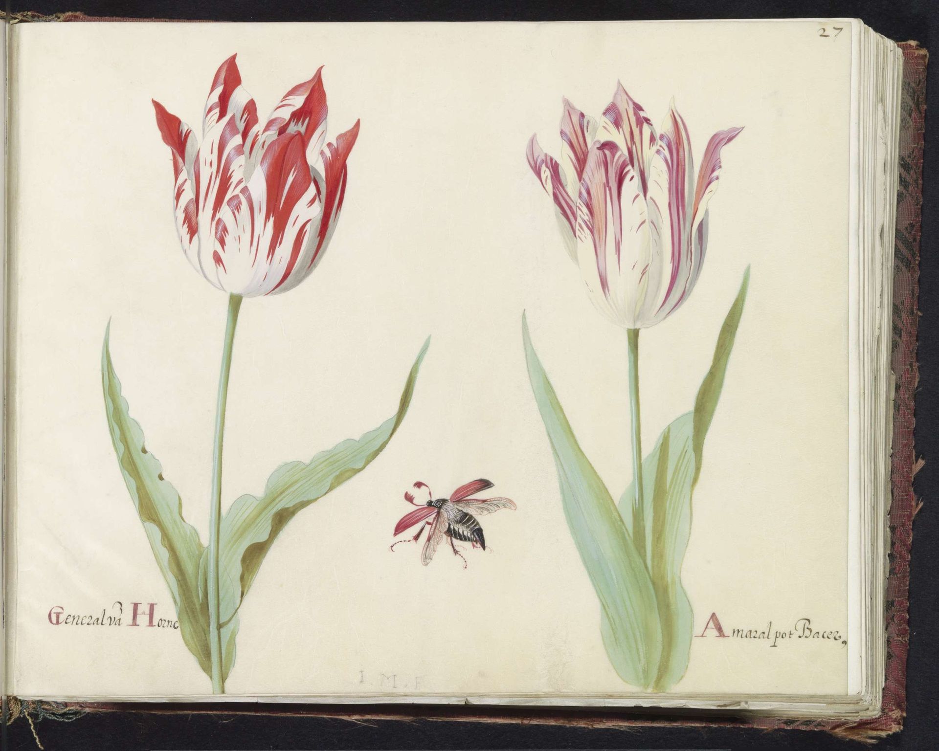 Twee tulpen met vliegende kever by Jacob Marrel