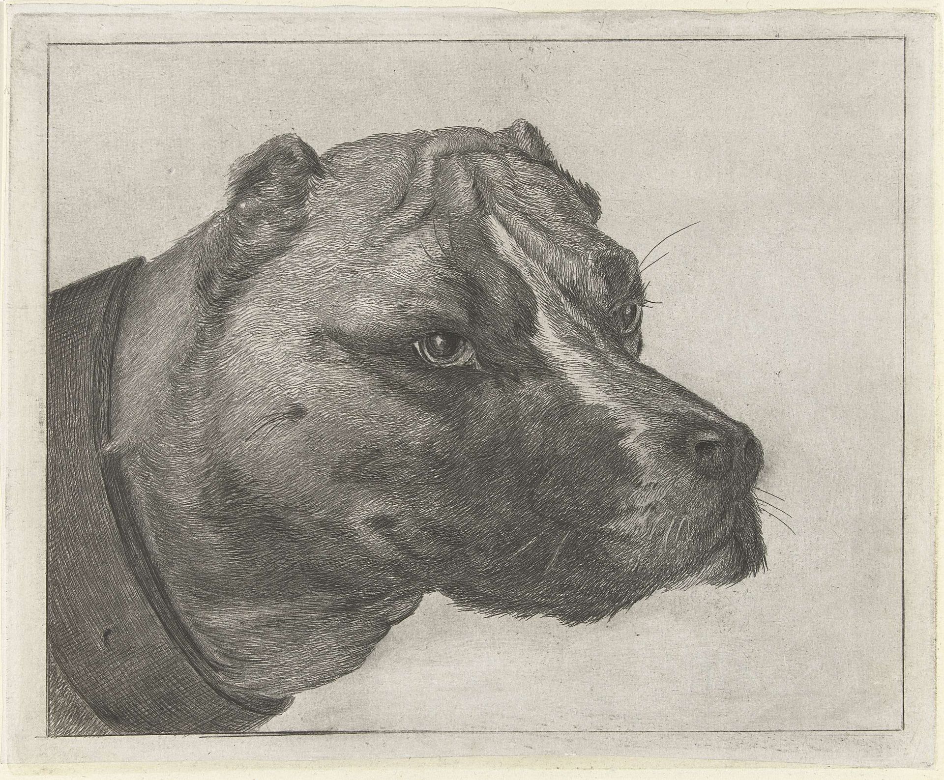 Hondekop met halsband by Jacobus Cornelis Gaal