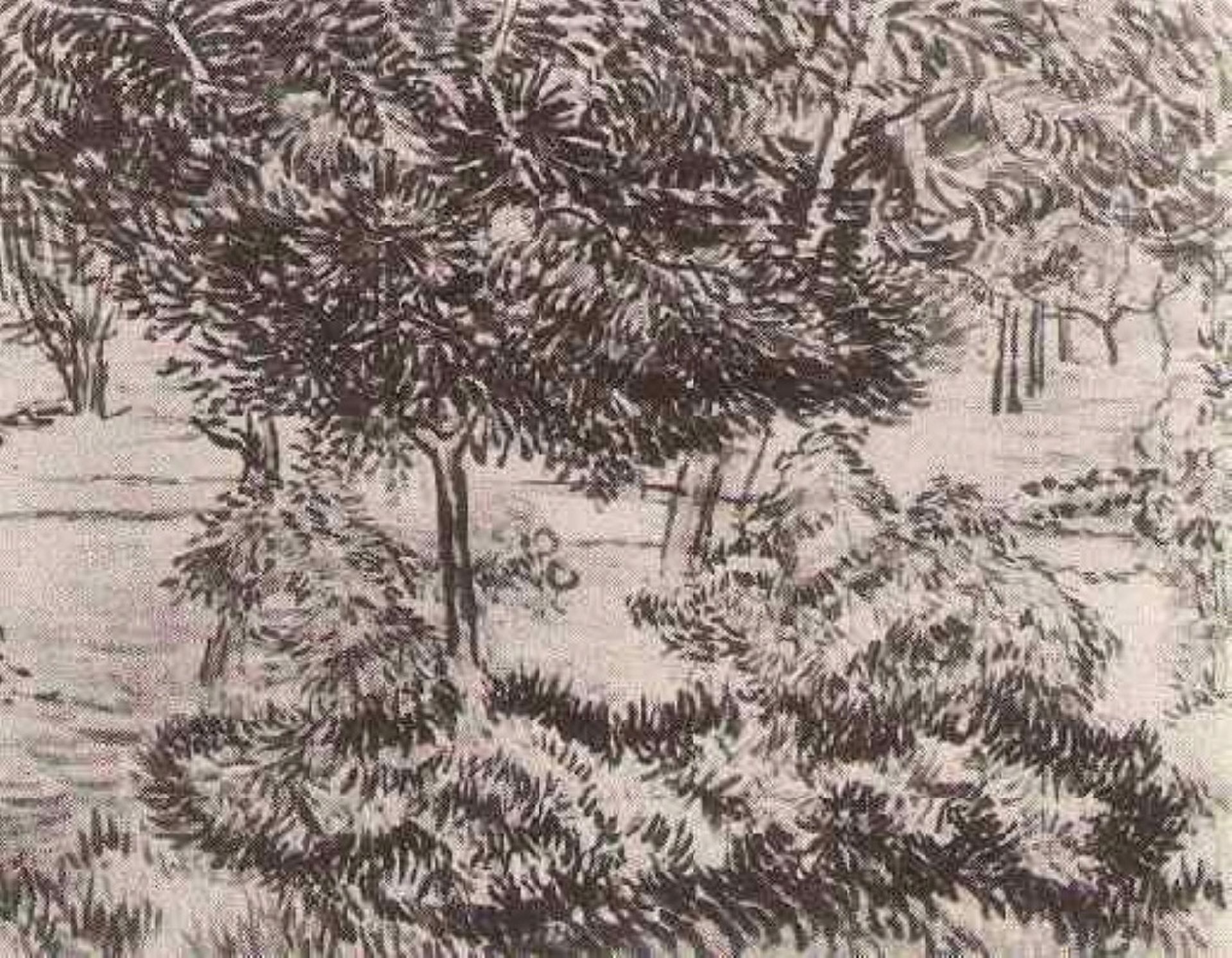 Trees and Shrubs by Vincent van Gogh