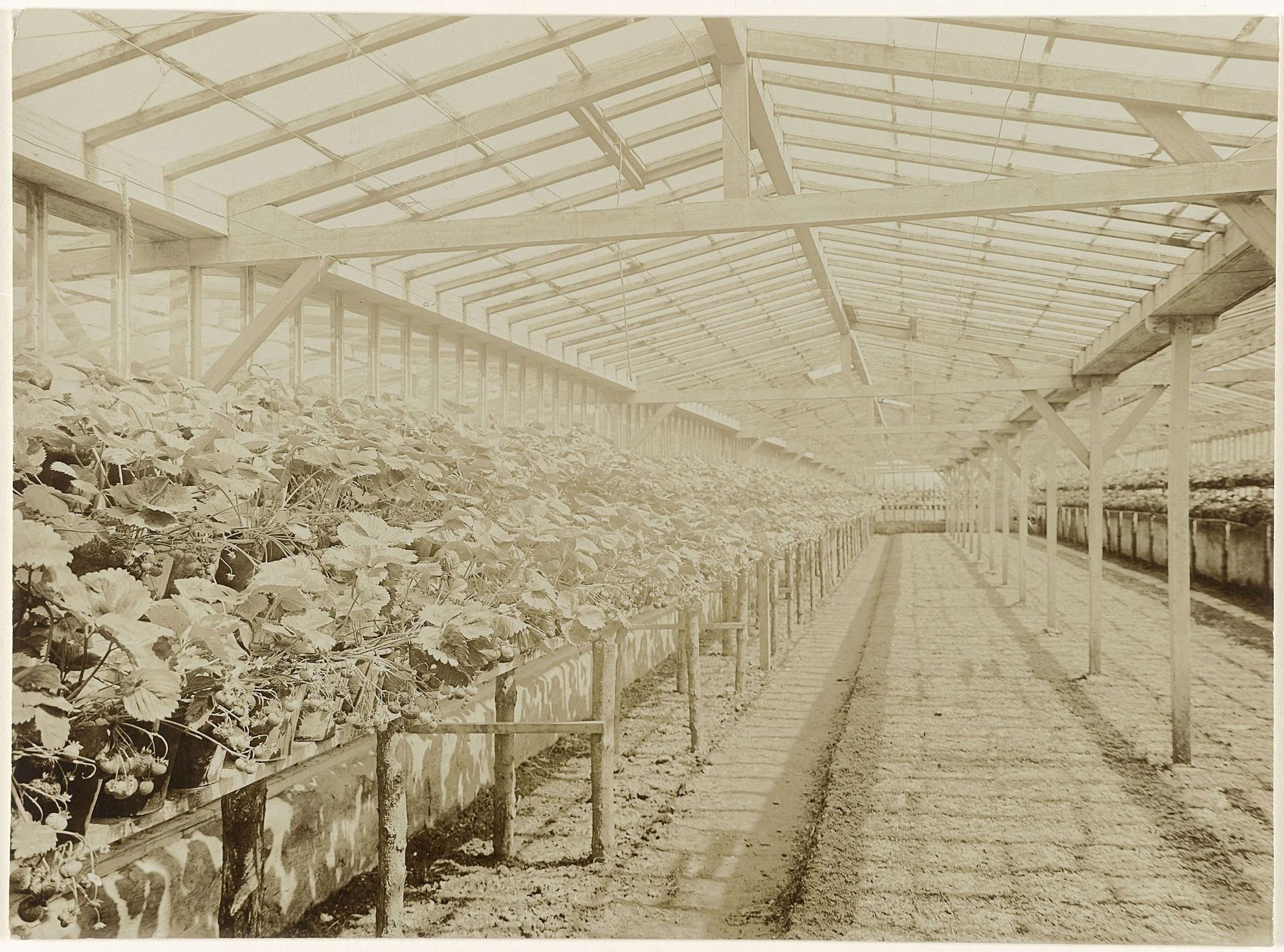 Kas met vruchtdragende aardbeienplanten by Richard Tepe