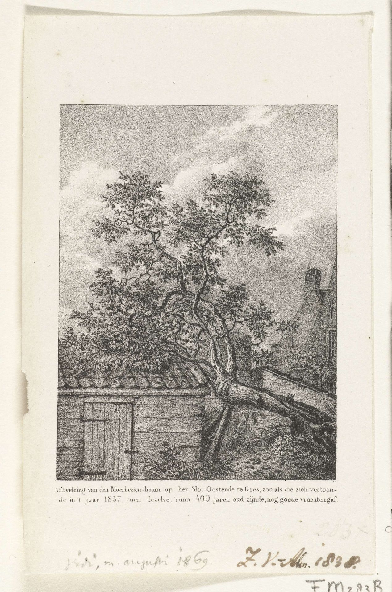 Oude moerbeiboom te Goes, 1837 by Anonymous