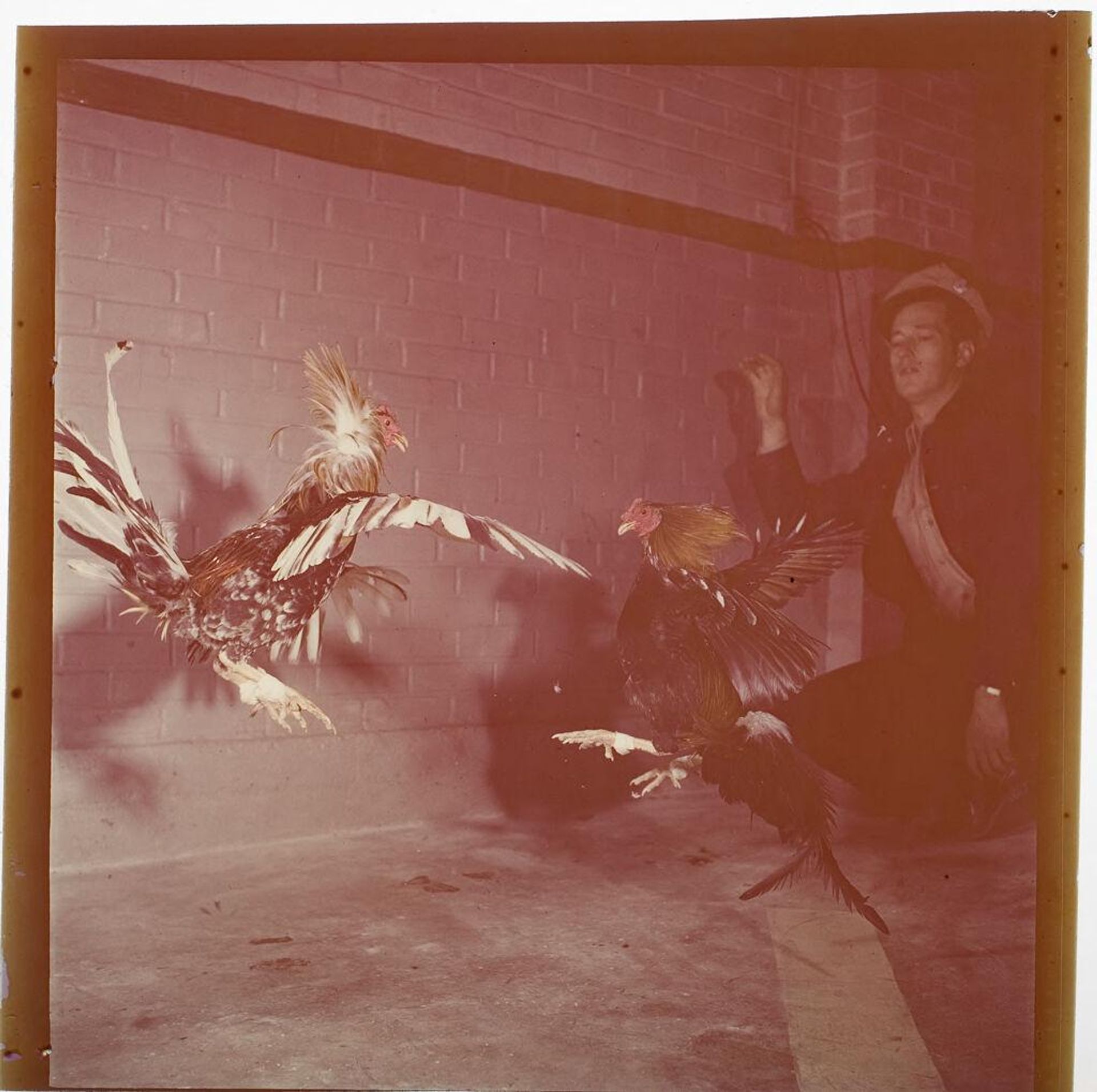 Untitled (two birds cockfighting) by Jack Gould