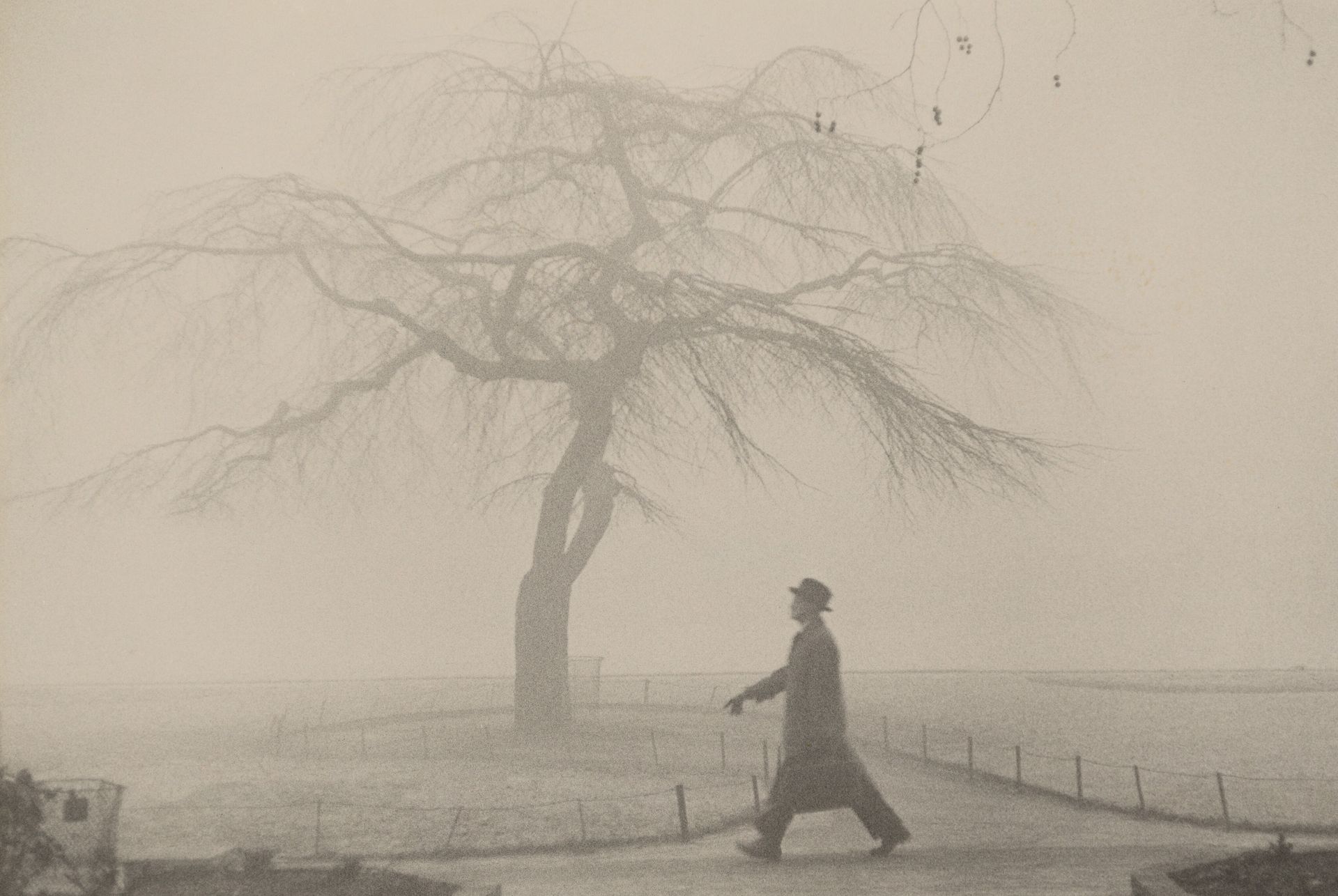 Tree/London by Robert Frank