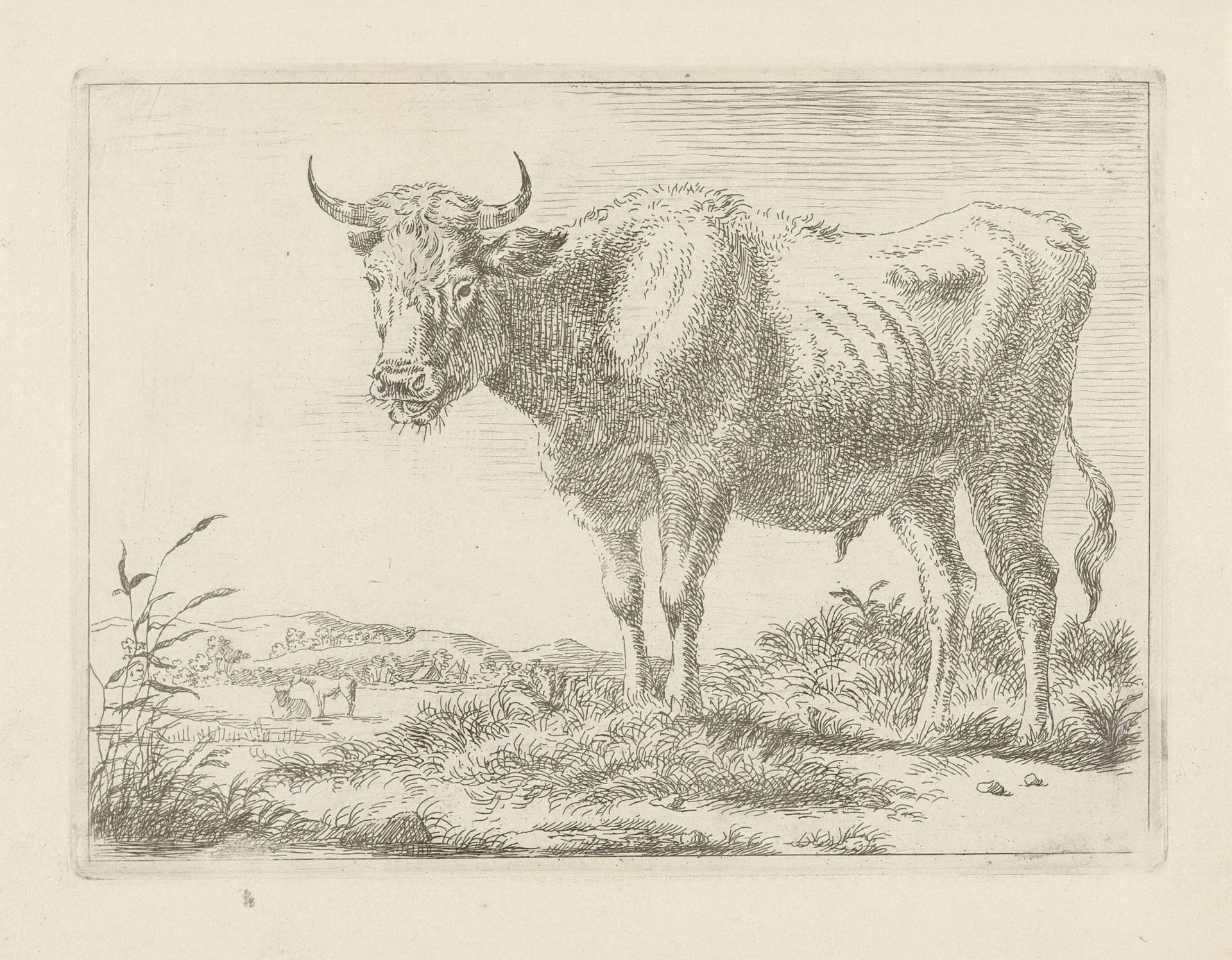 Staande stier by Anonymous
