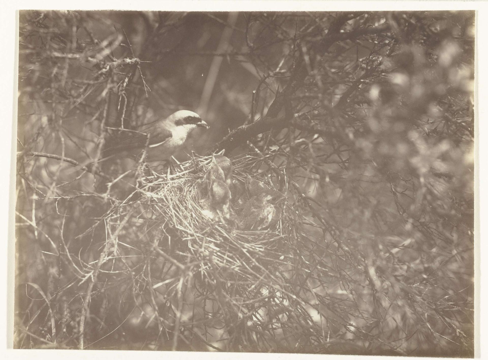 Grauwe Klauwier bij een nest met jongen by Richard Tepe