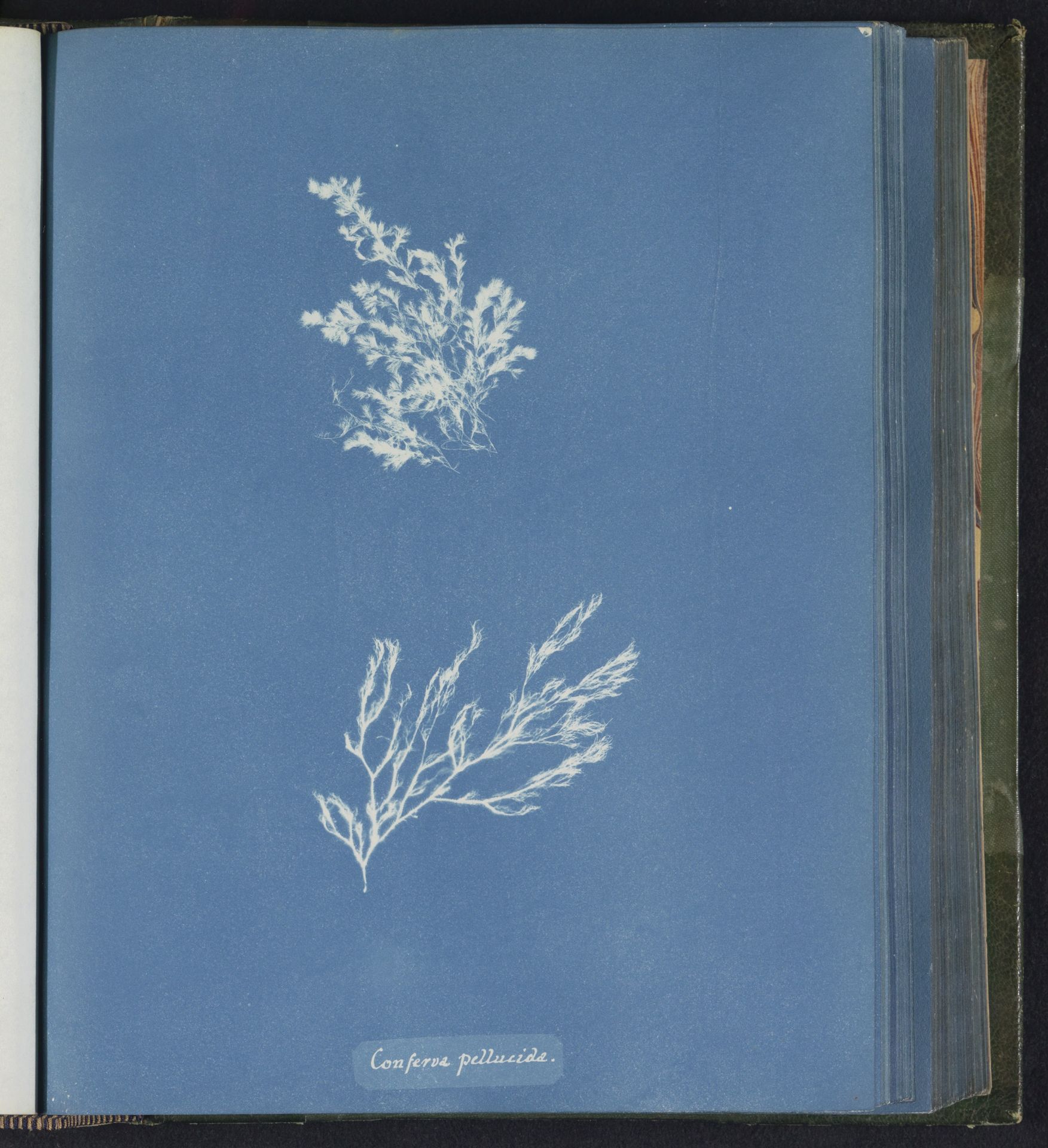 Conferva pellucida by Anna Atkins