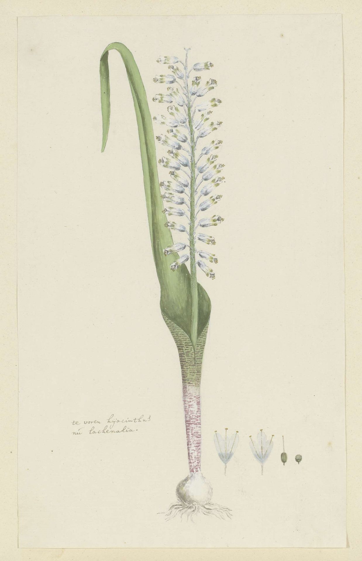 Lachenalia unifolia Jacq. (Hyacinth) by Robert Jacob Gordon