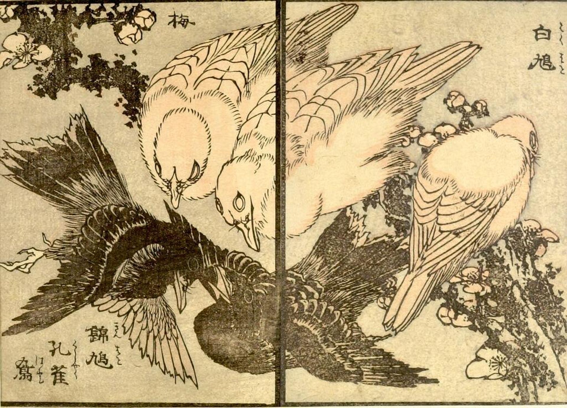 from the illustrated book "KachÅ gaden" by Katsushika Taito II äºä»£èé£¾æ´æ