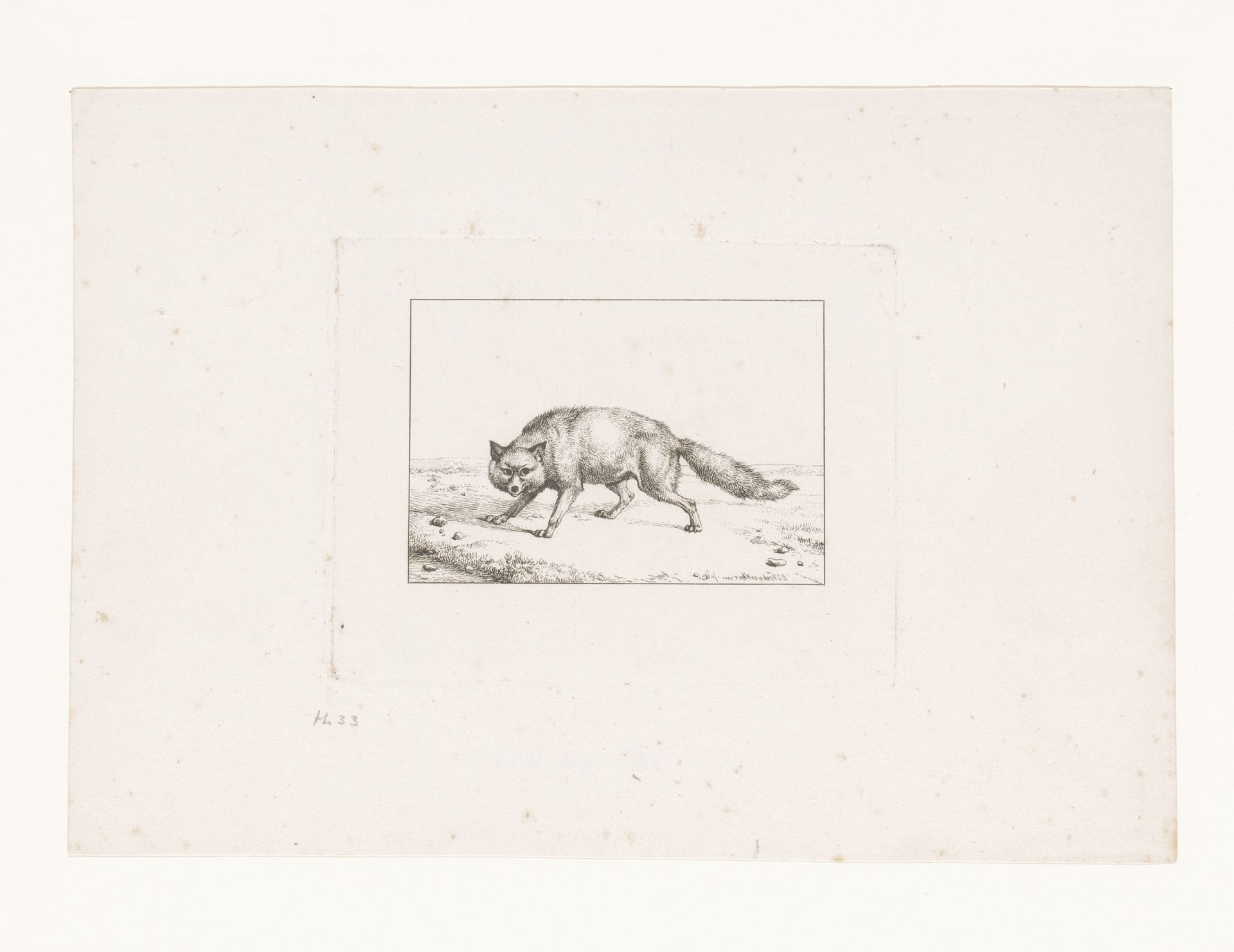 Vos by Eugène Verboeckhoven
