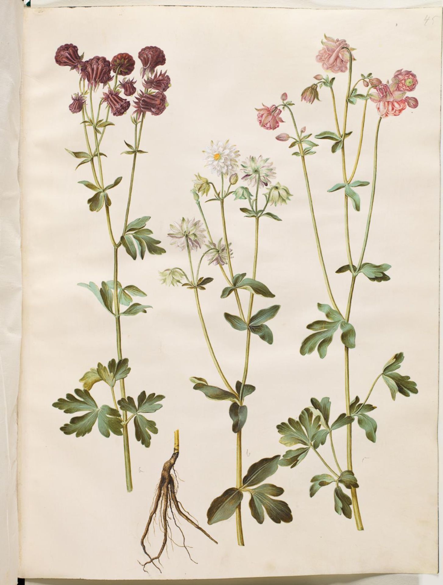 Aquilegia vulgaris (almindelig akeleje) by Hans Simon Holtzbecker