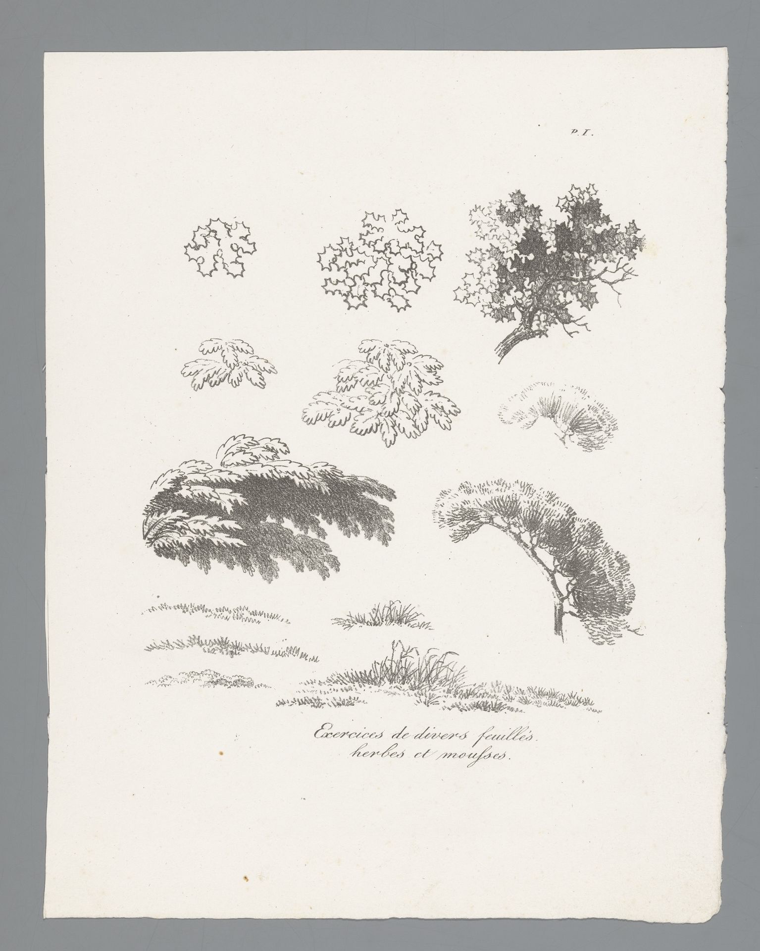 Dertien studies van diverse bladeren, kruiden en mossen by J. Bernard