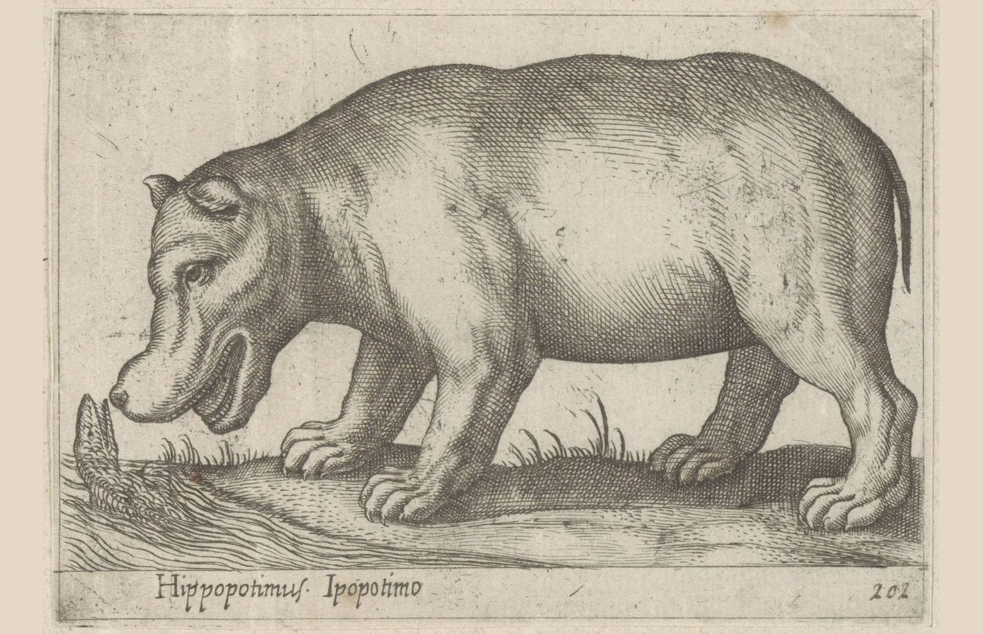 Nijlpaard by Antonio Tempesta