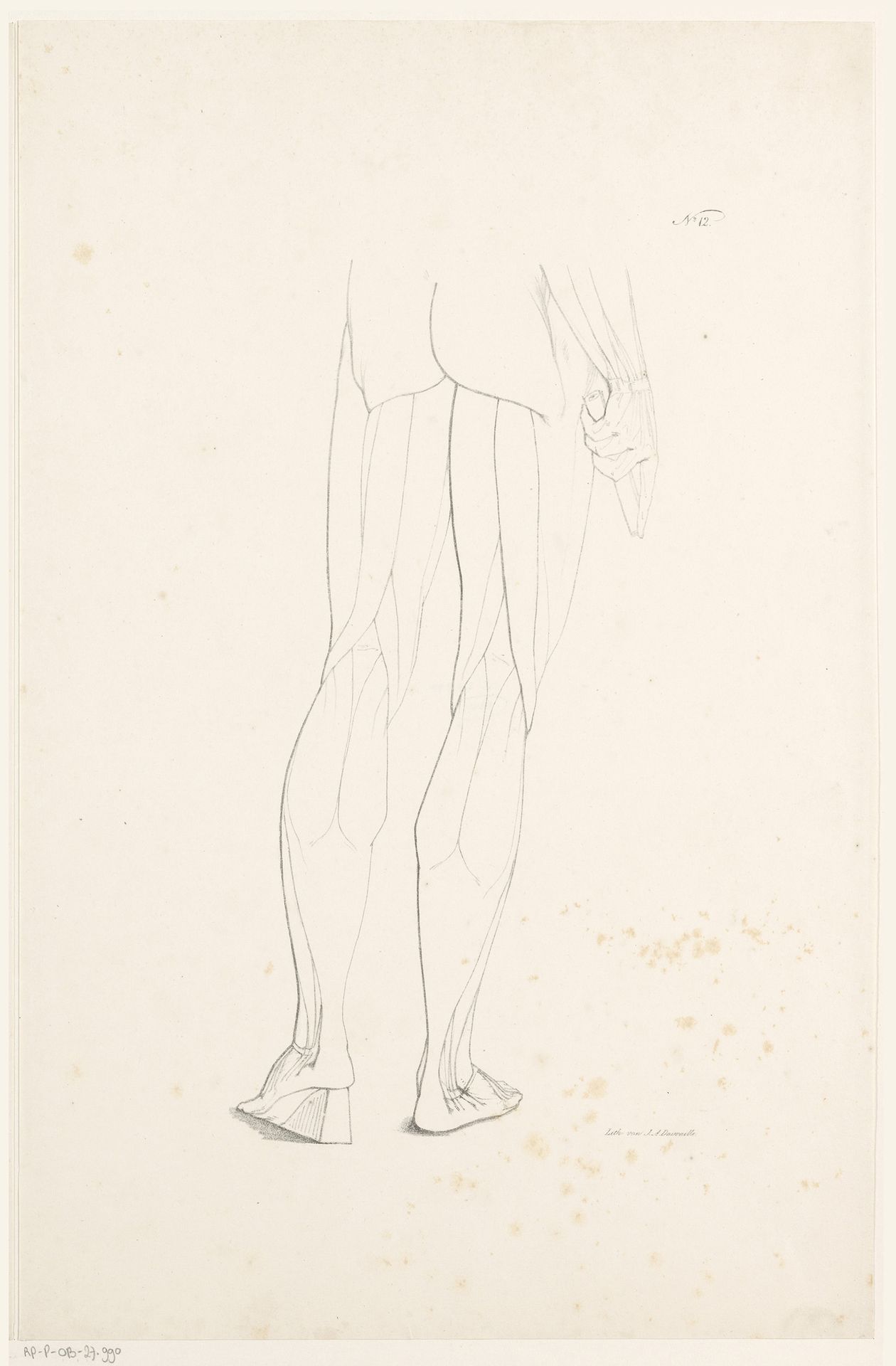 Benen met spierbundels by Jean Augustin Daiwaille