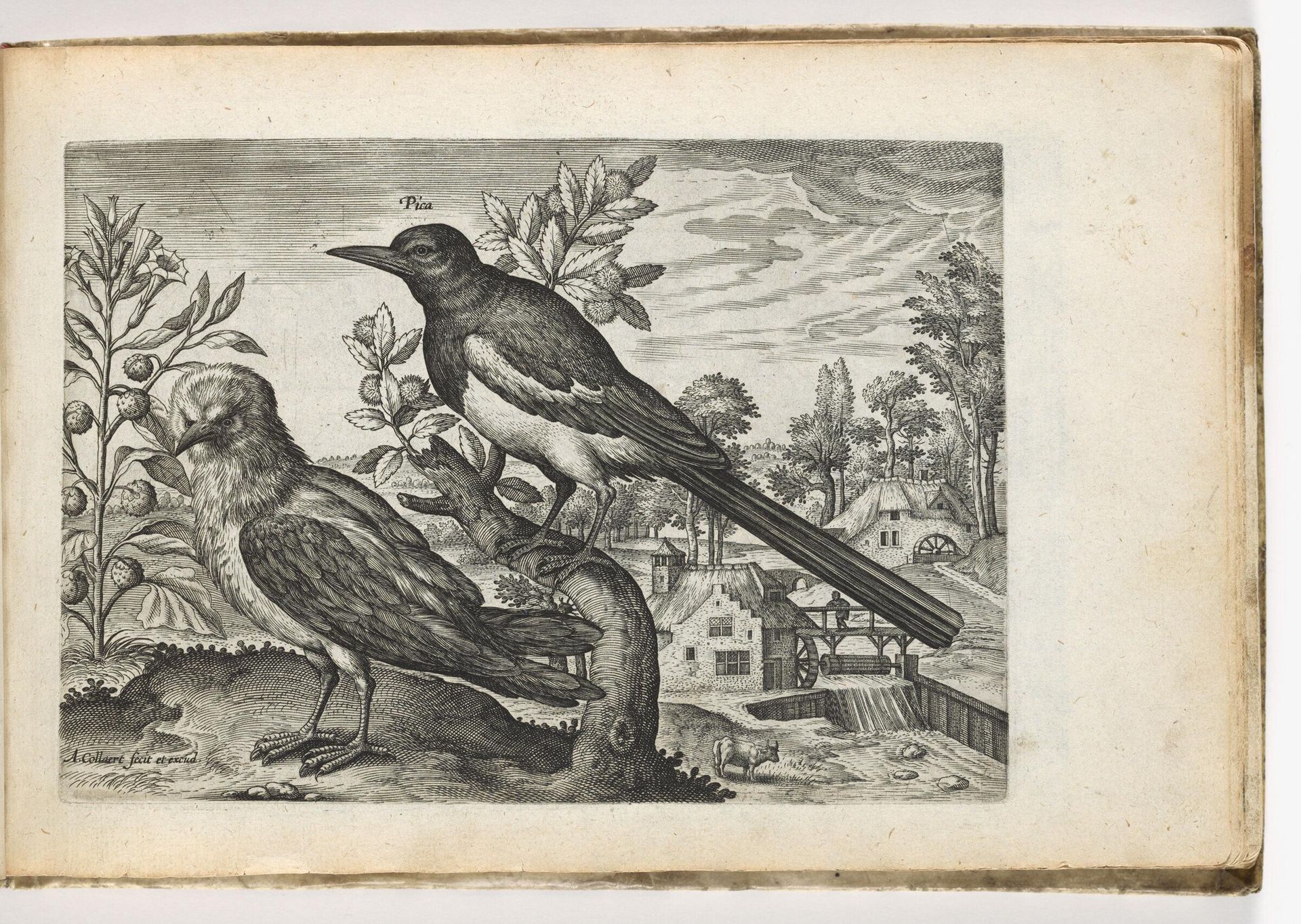 Magpie by Adriaen Collaert
