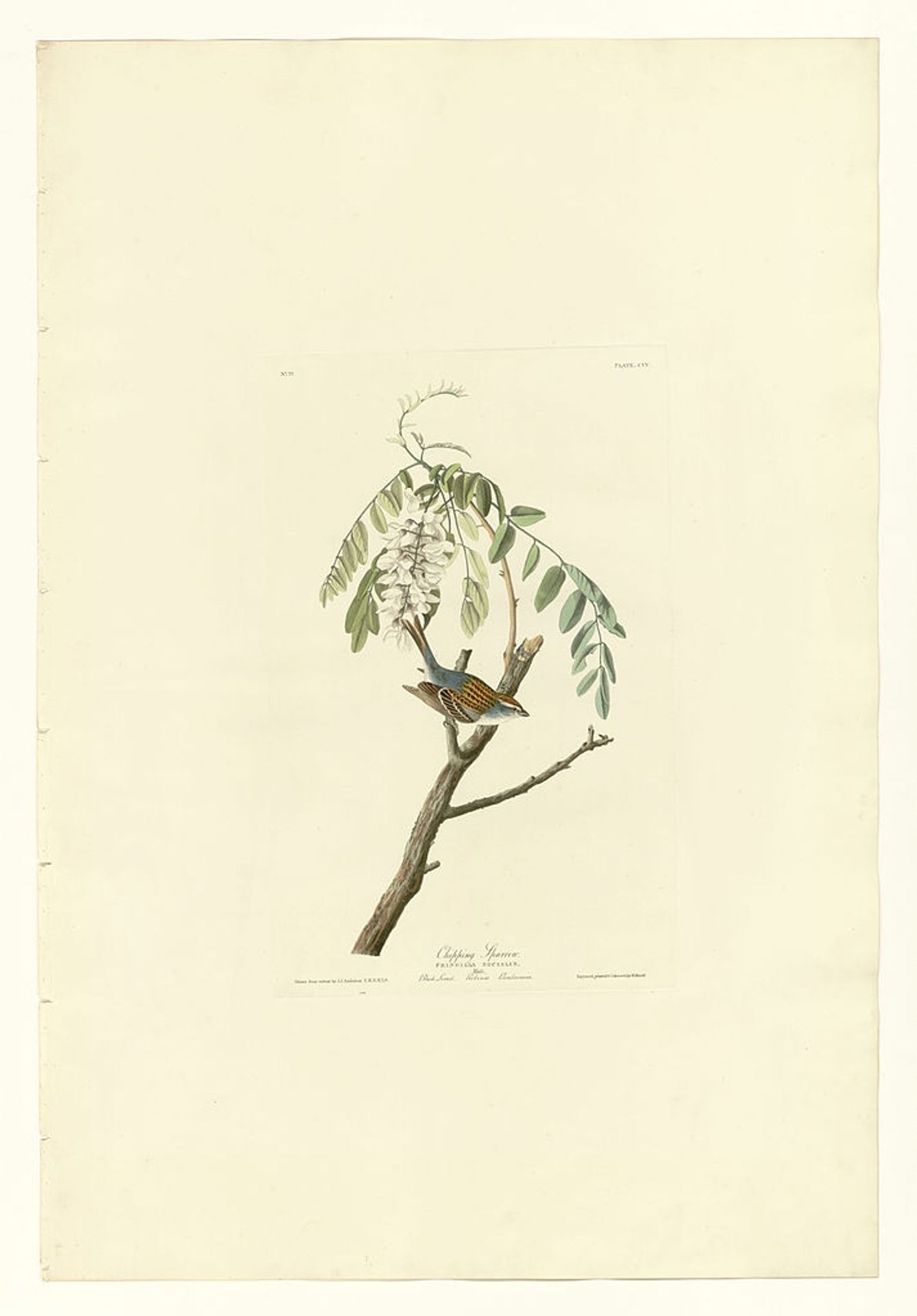 Plate 104 Chipping Sparrow by John James Audubon