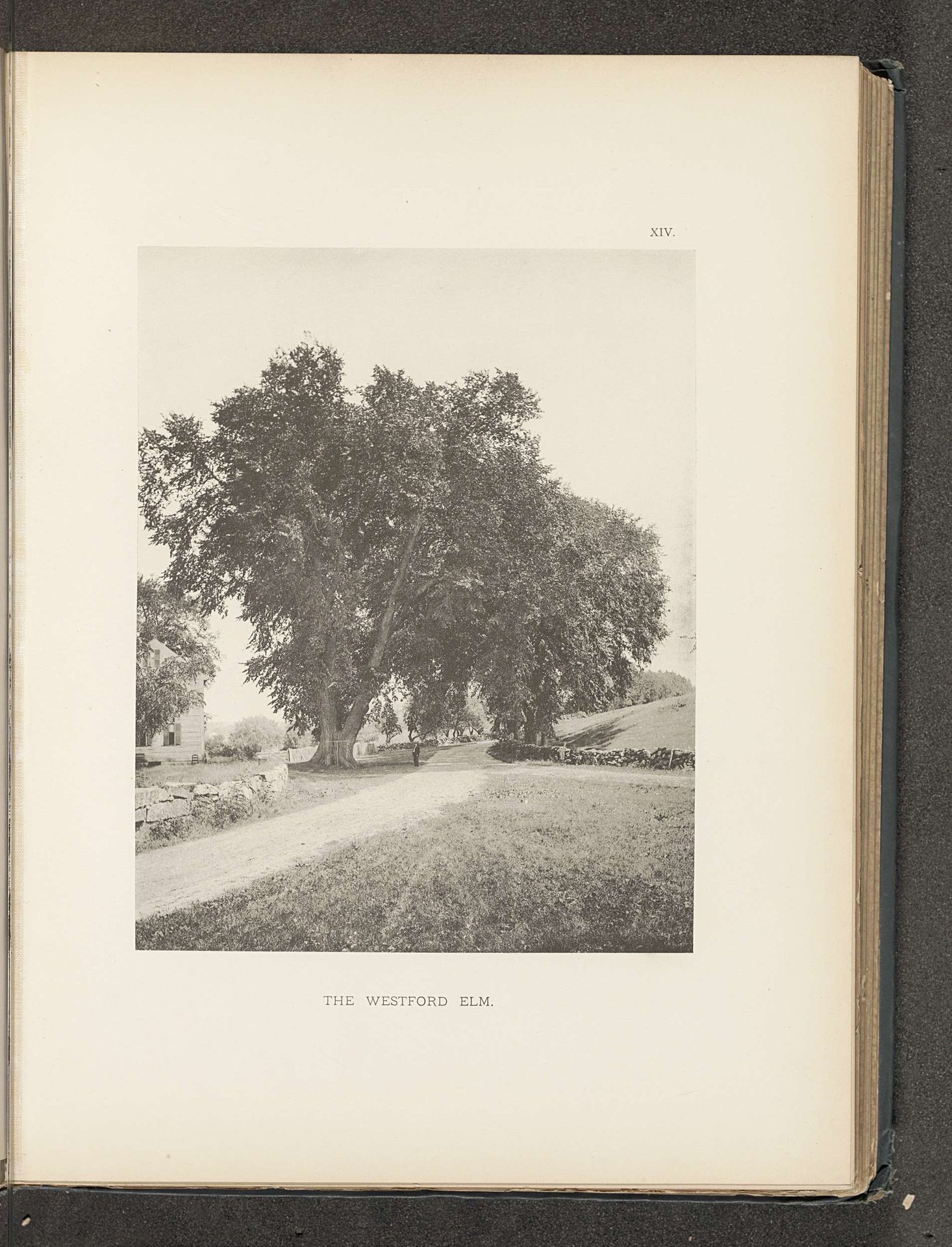The Westford elm by Henry Brooks