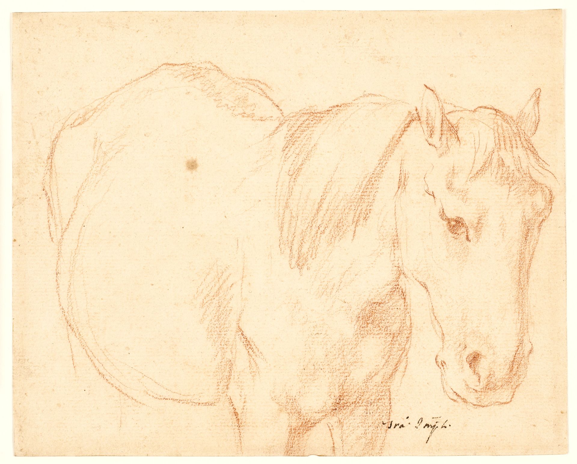 A horse by Francesco Fernandi