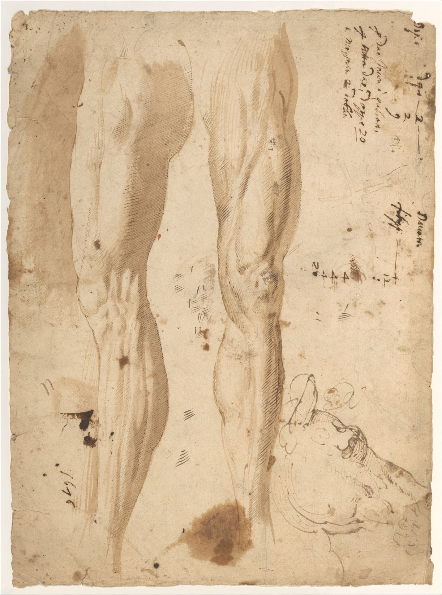 Studies of the Leg of a Man and a Horse's Head (recto); sketches of the back of a man's left shoulder and a chained (?) figure. by Central Italian